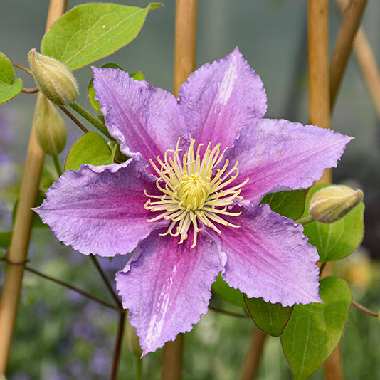 Clematis Leather Flower Piilu