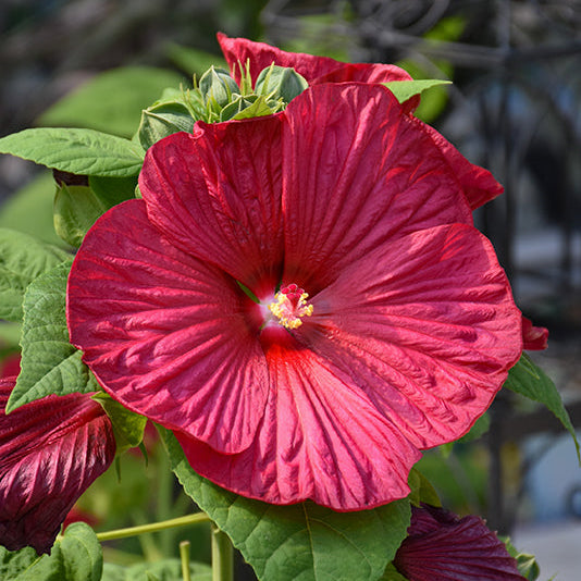 Hibiscus Rose Mallow Luna Red