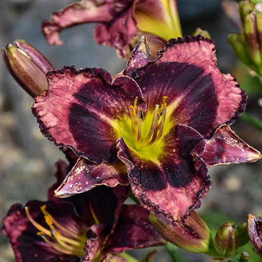 Hemerocallis Daylily Rainbow Rhythm Storm Shelter