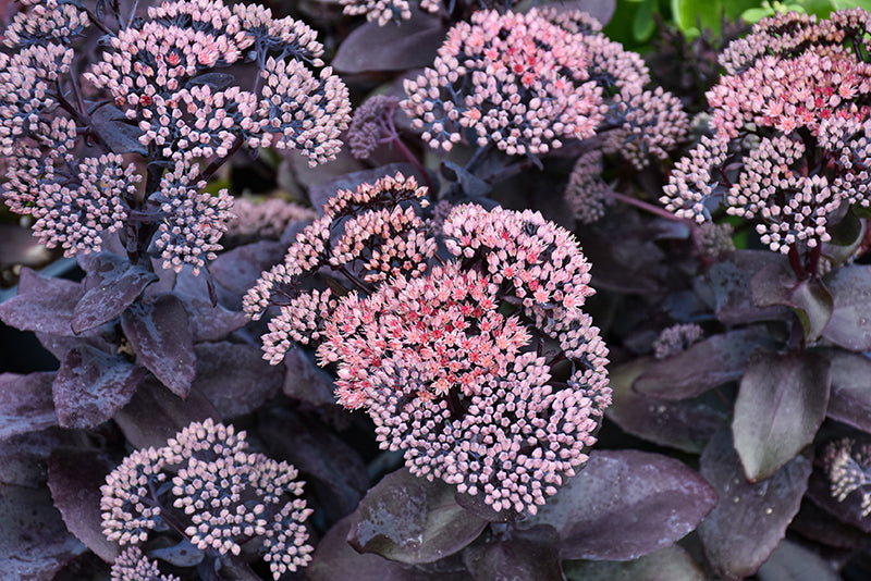 Sedum Stonecrop Mojave Jewels Sapphire