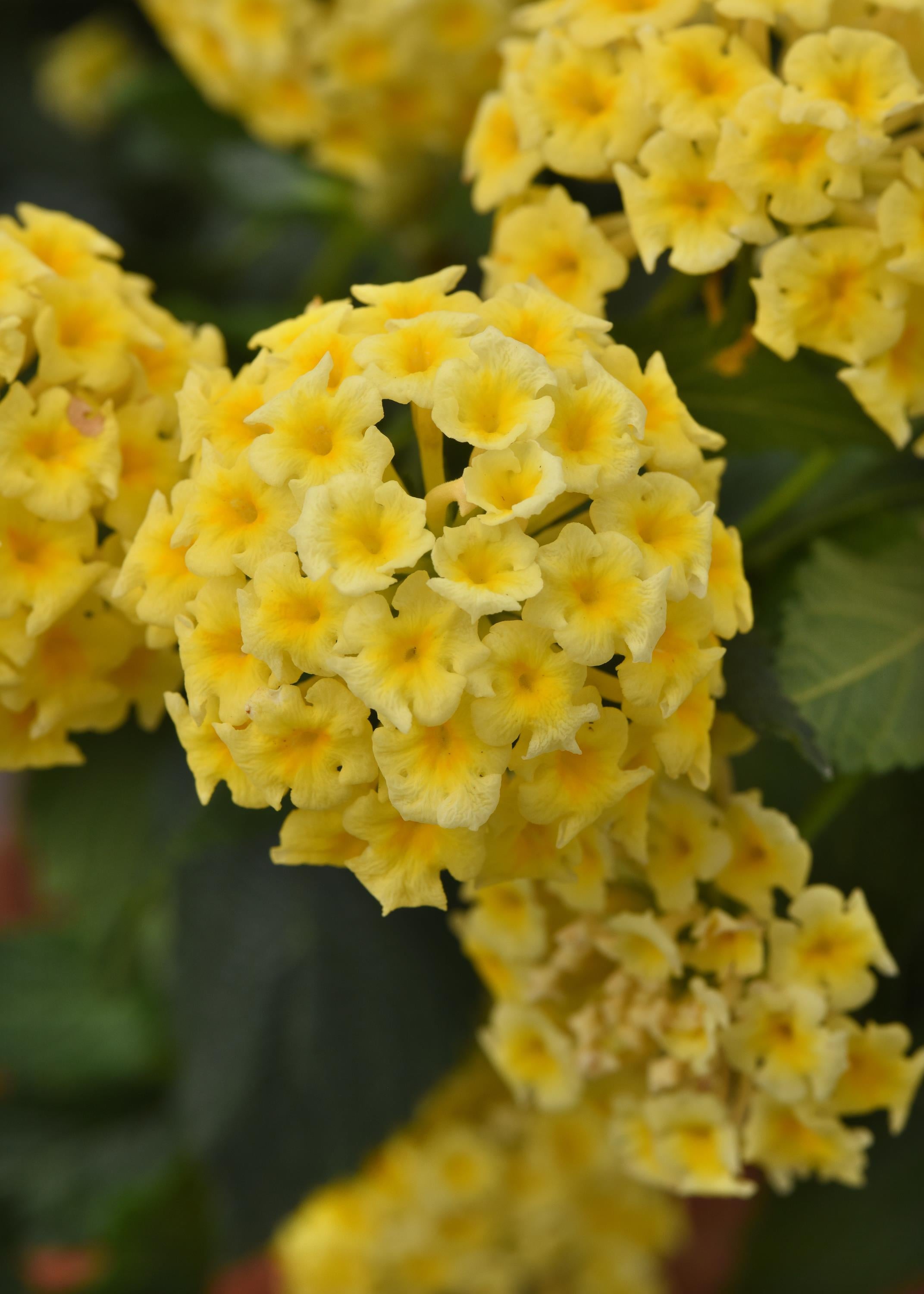 Lantana Shamrock Butterscotch Glow