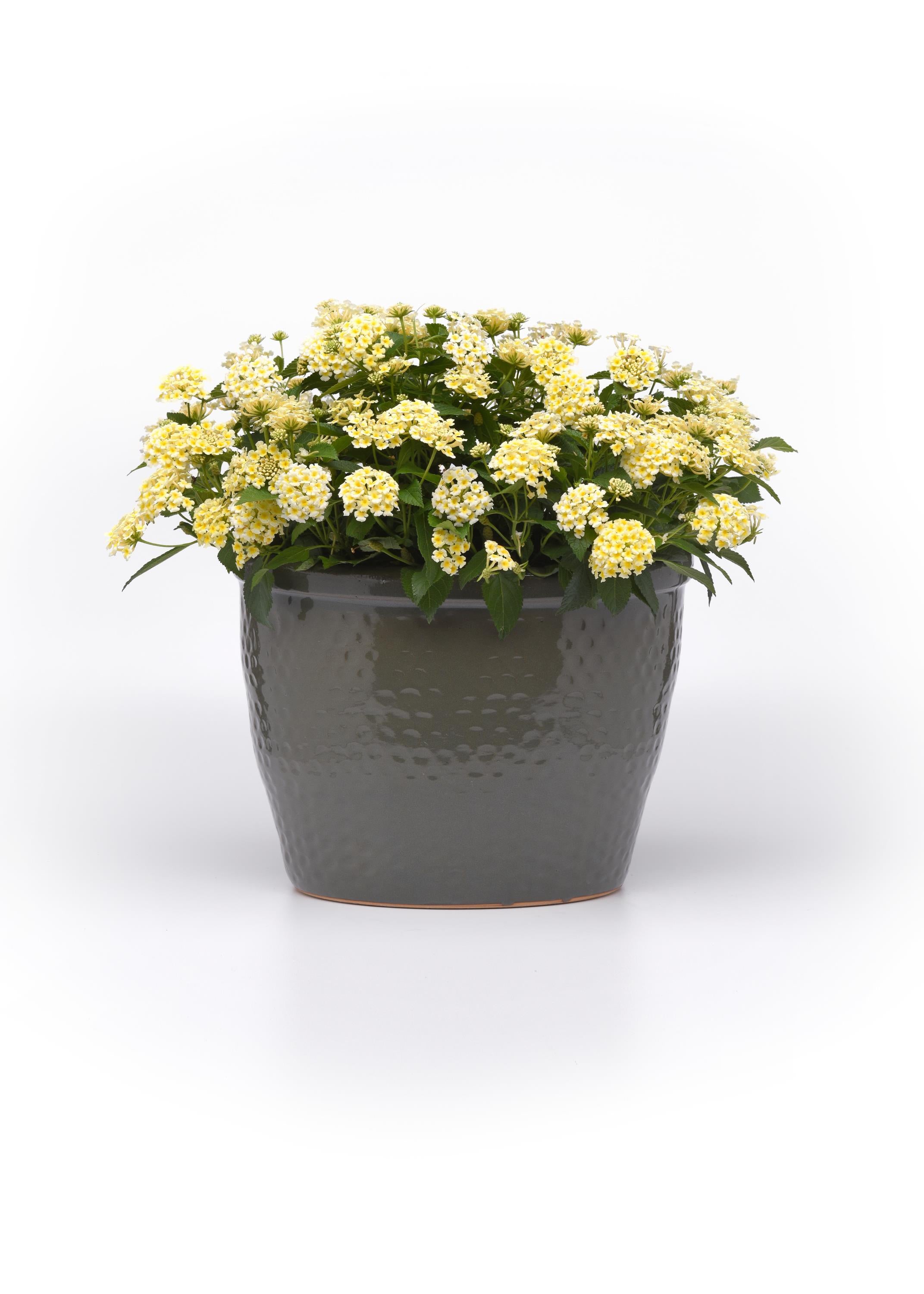 Lantana Shamrock Butterscotch Glow