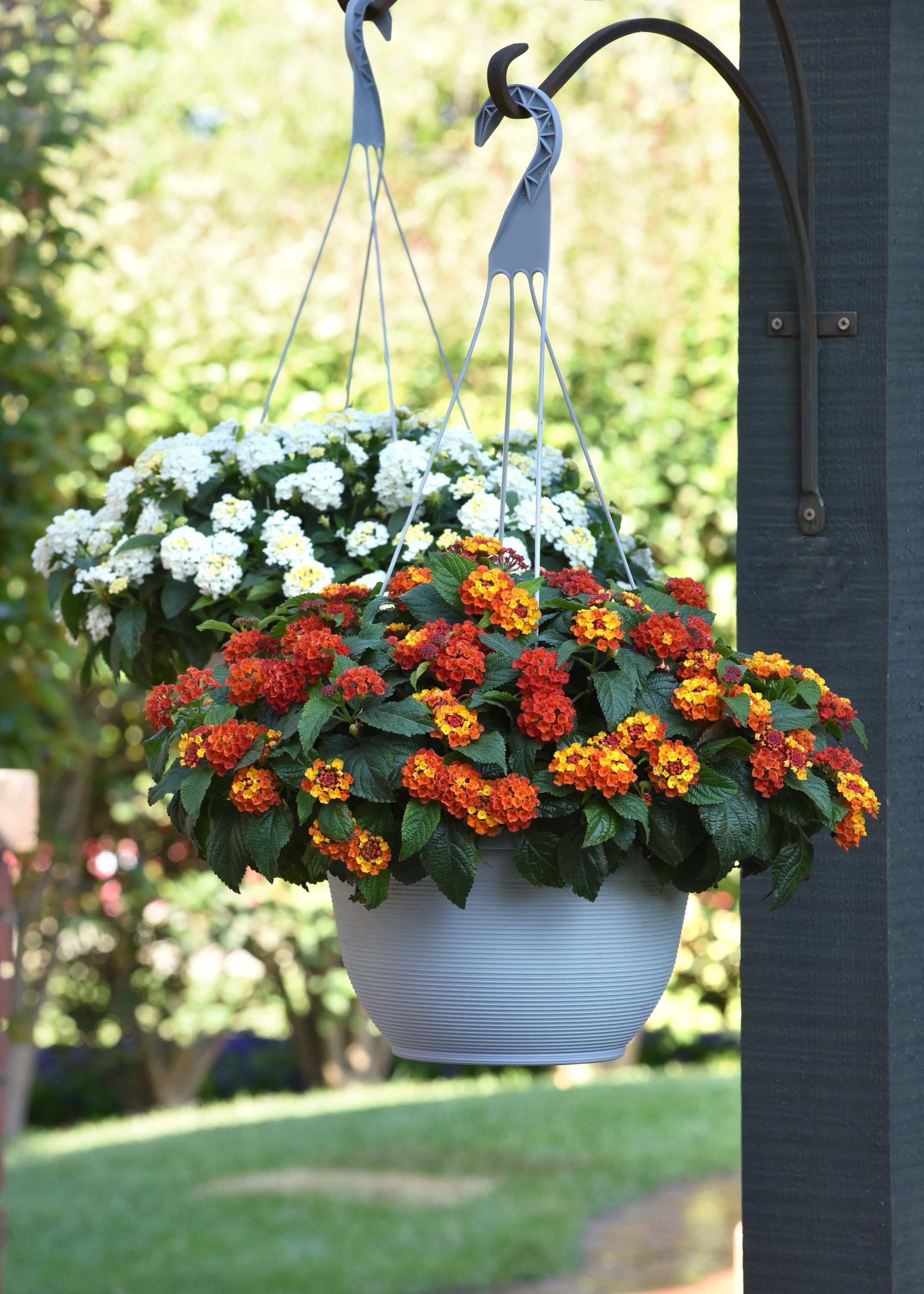 Lantana Shamrock Orange Flame