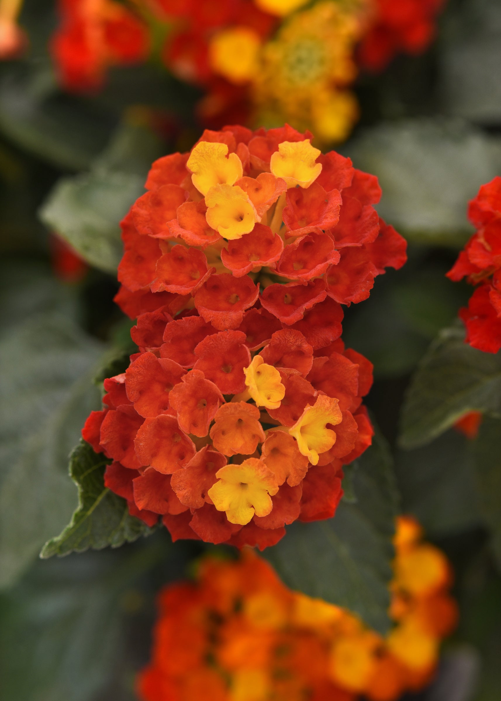 Lantana Shamrock Red