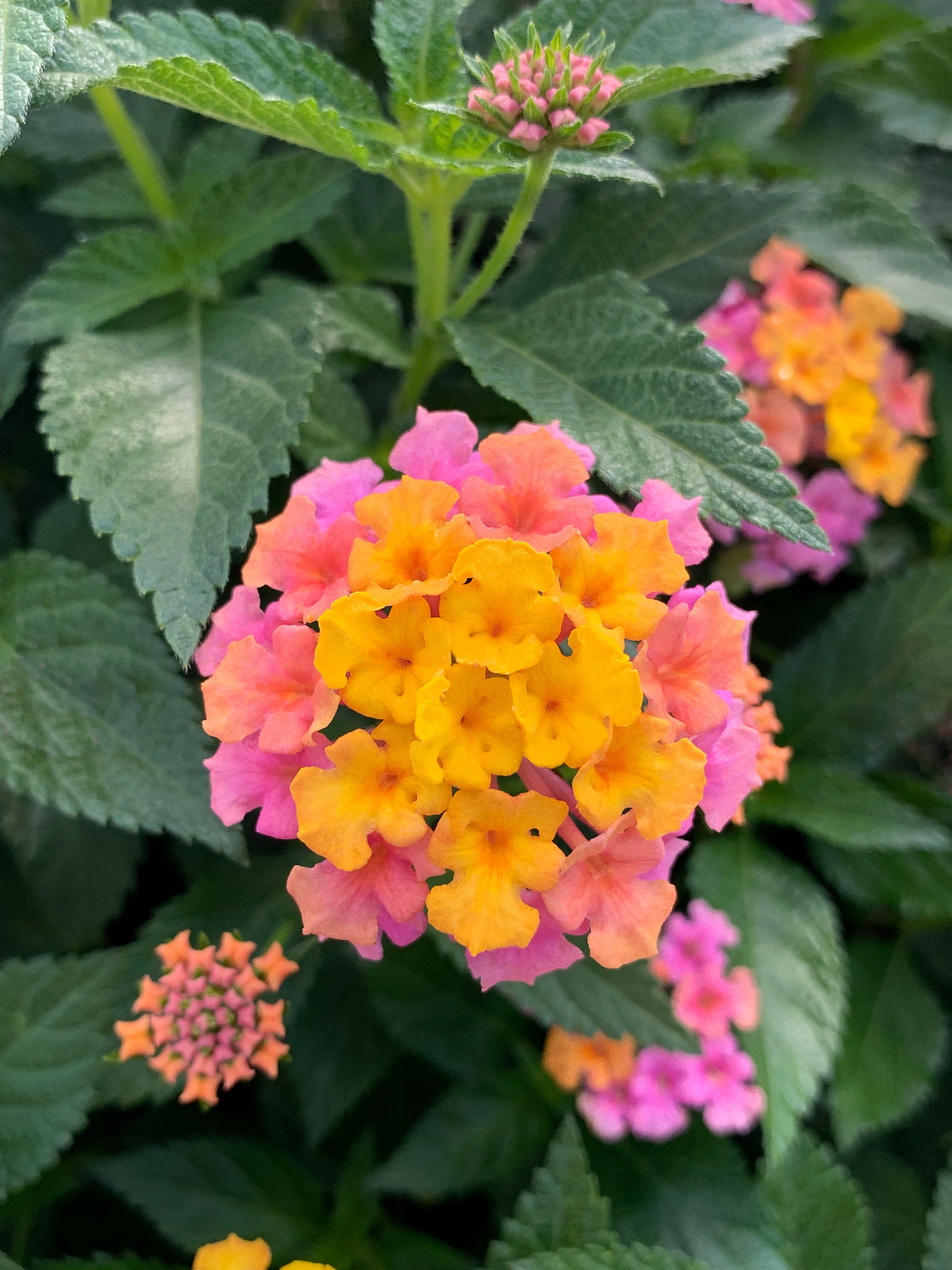 Lantana Shamrock Rose Gold