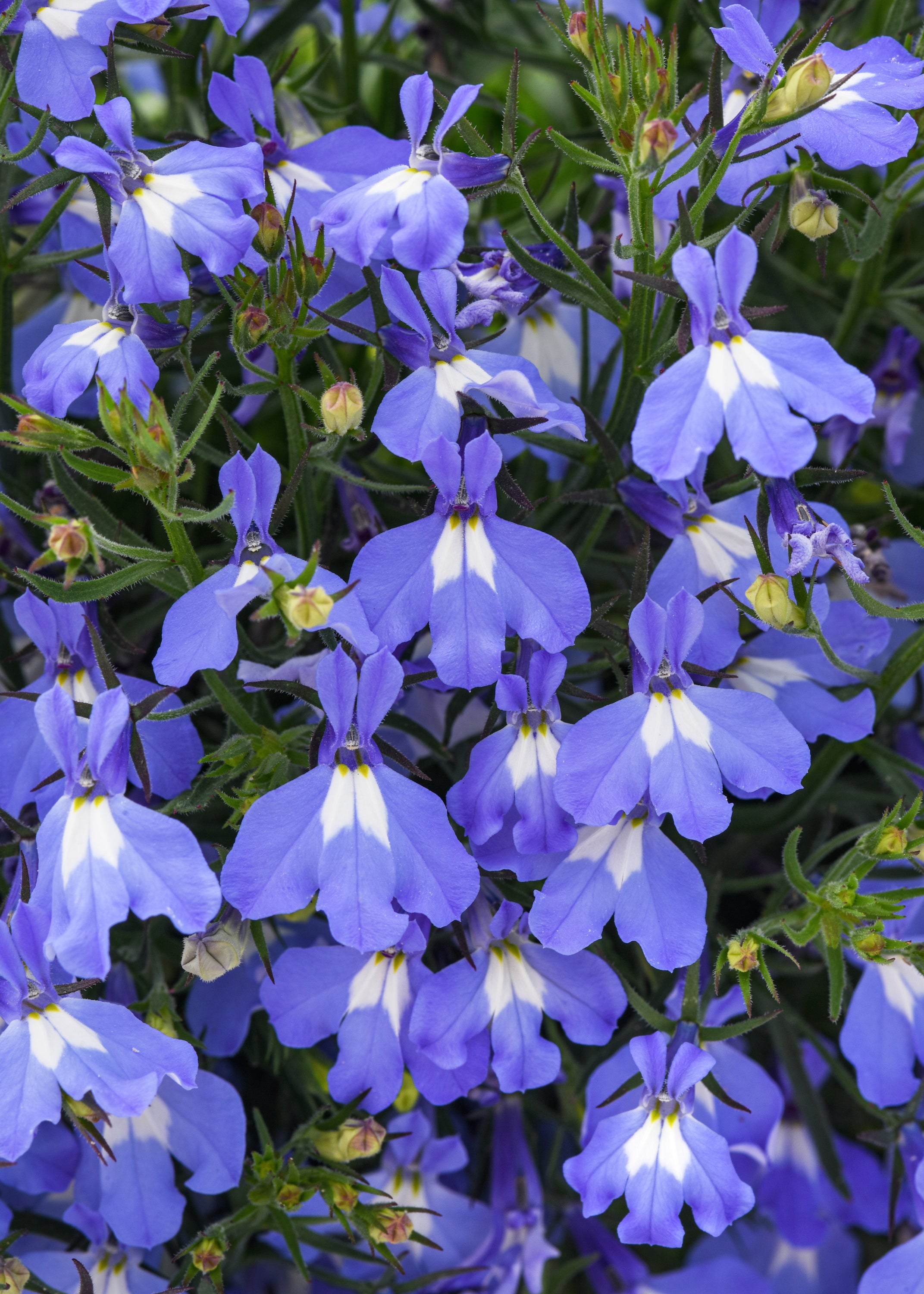 Lobelia Heatopia Sky Blue
