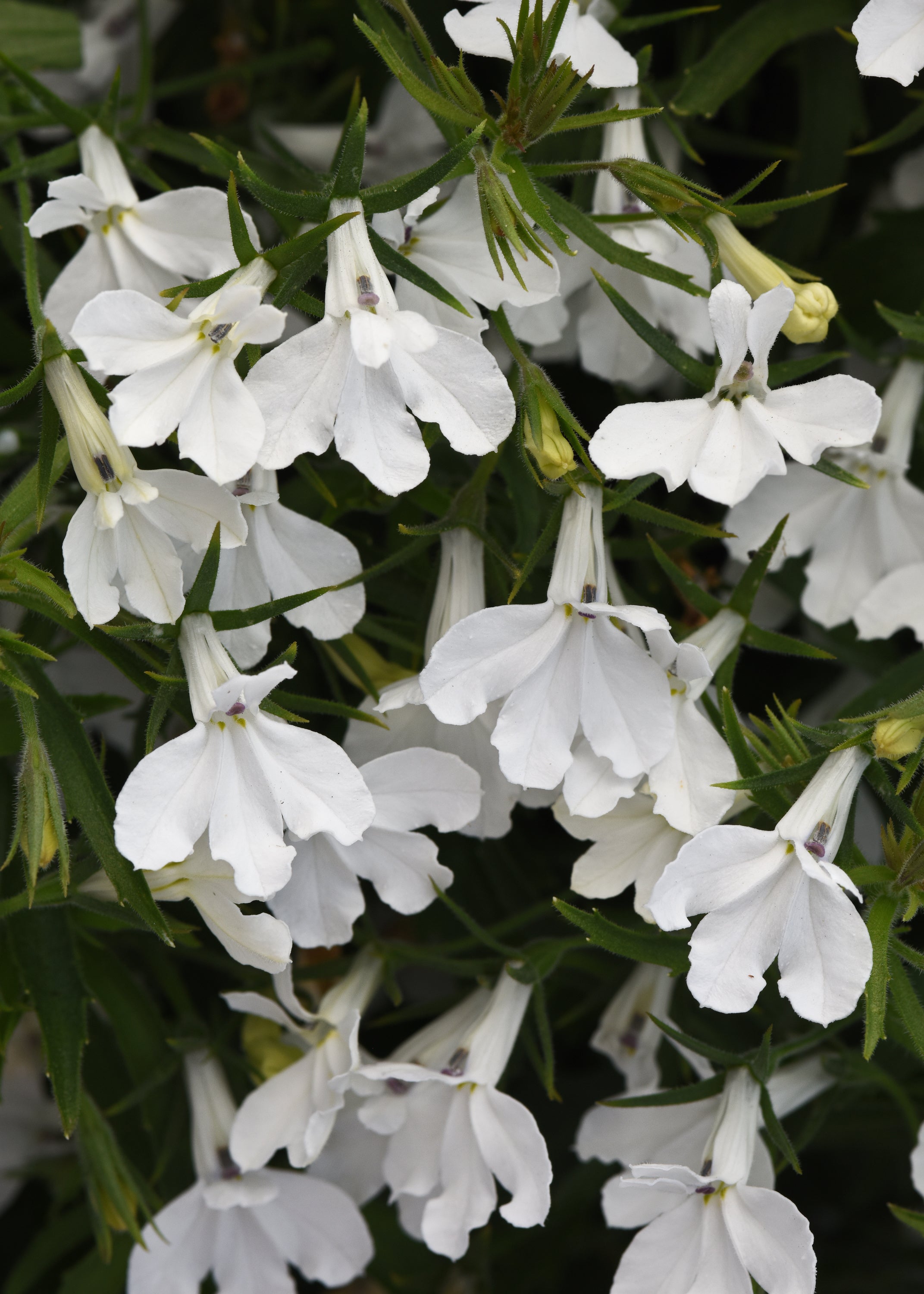 Lobelia Heatopia White
