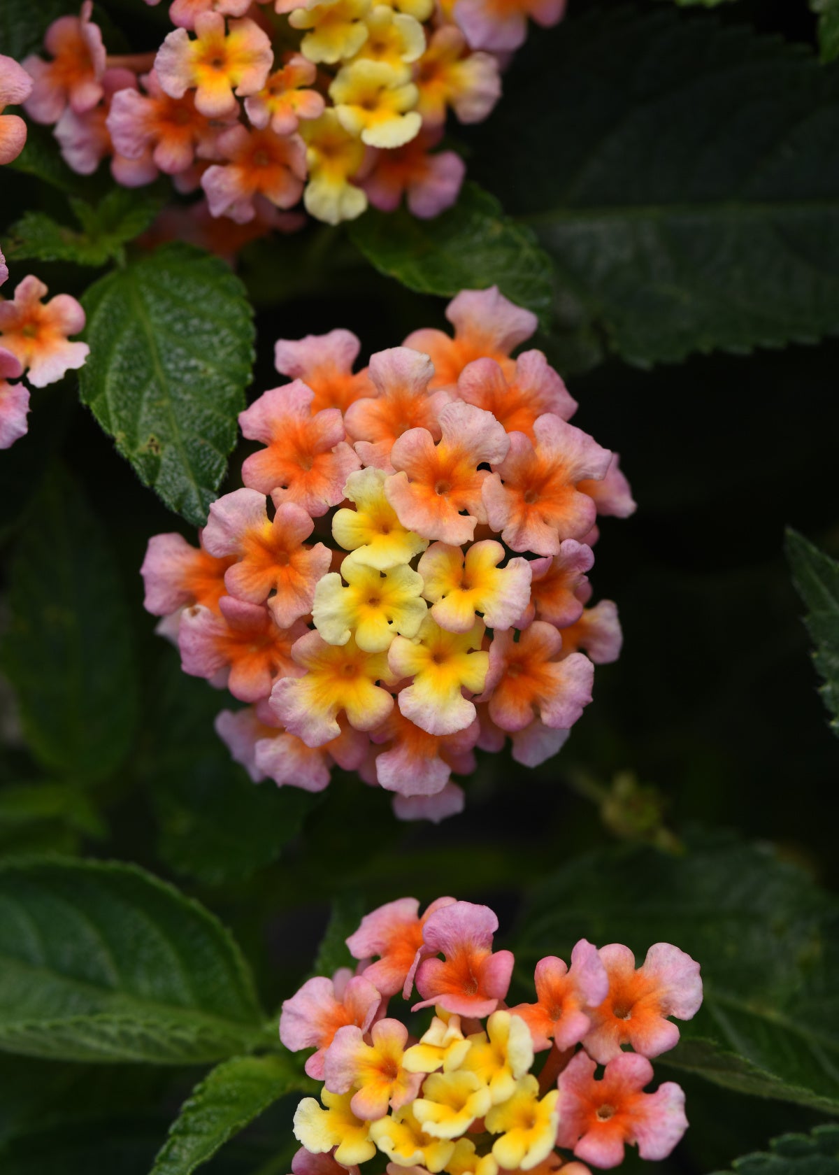 Lantana Shamrock Peach