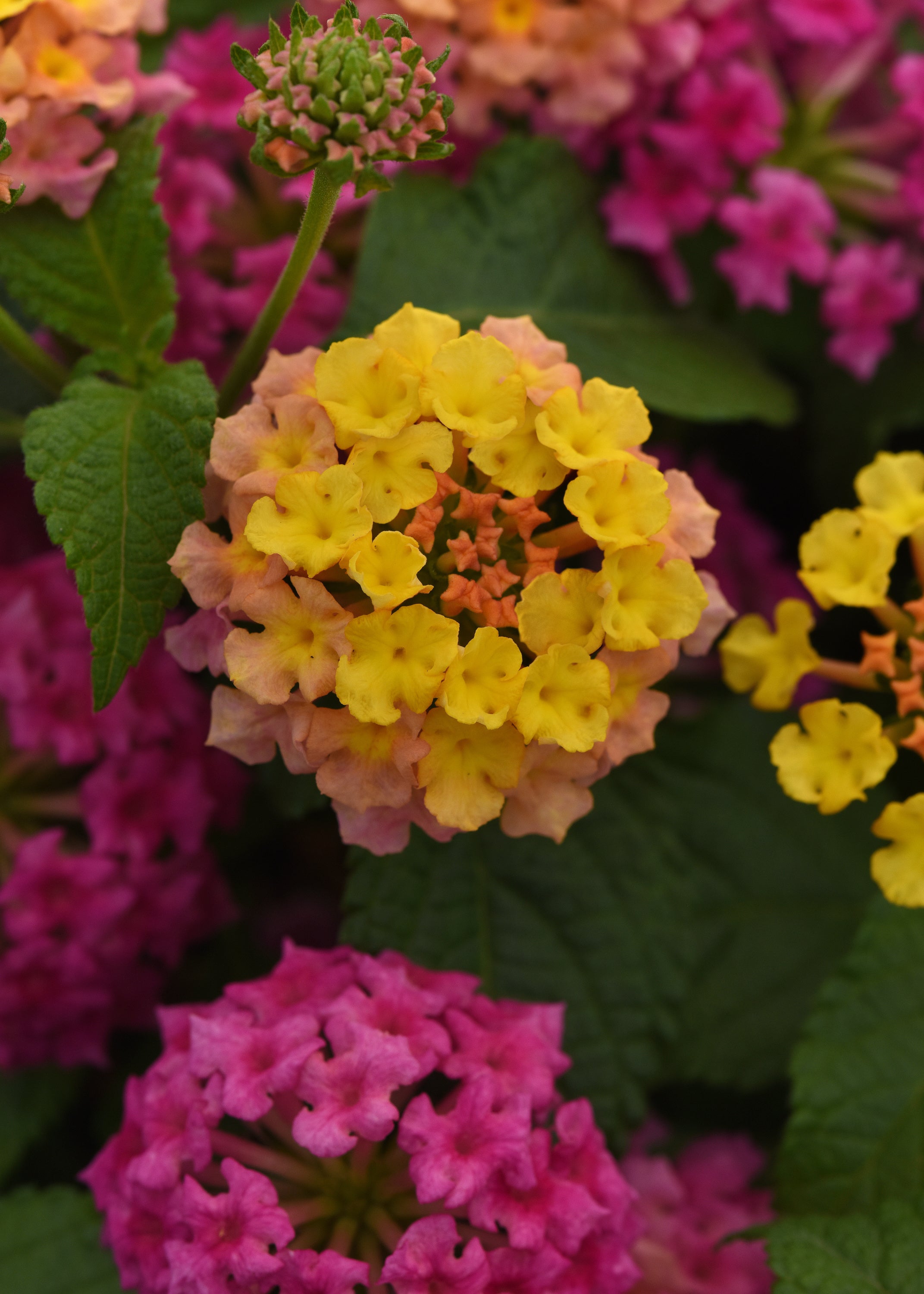 Lantana Shamrock Rose