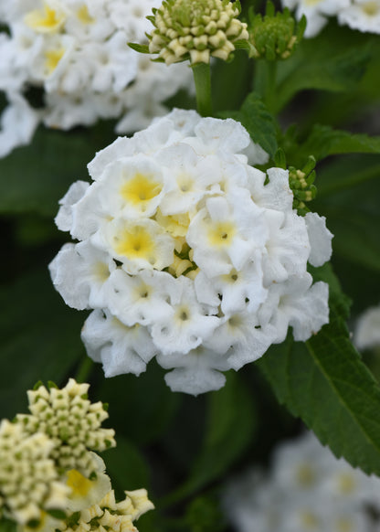Lantana Shamrock White