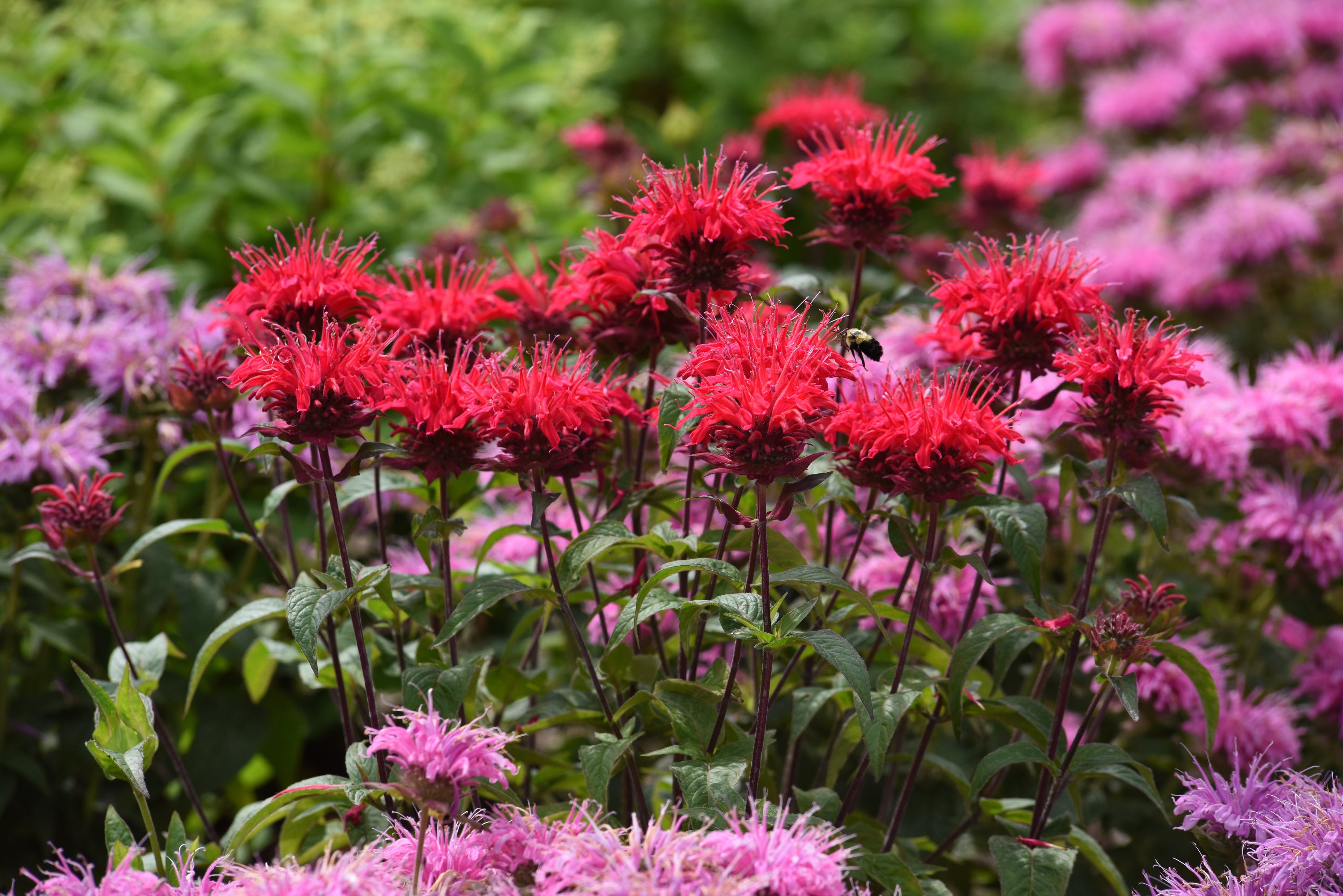 Monarda Bee Balm Bee-Mine Red