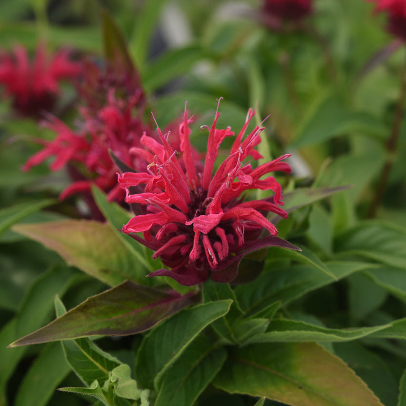 Monarda Bee Balm Bee-Mine Red