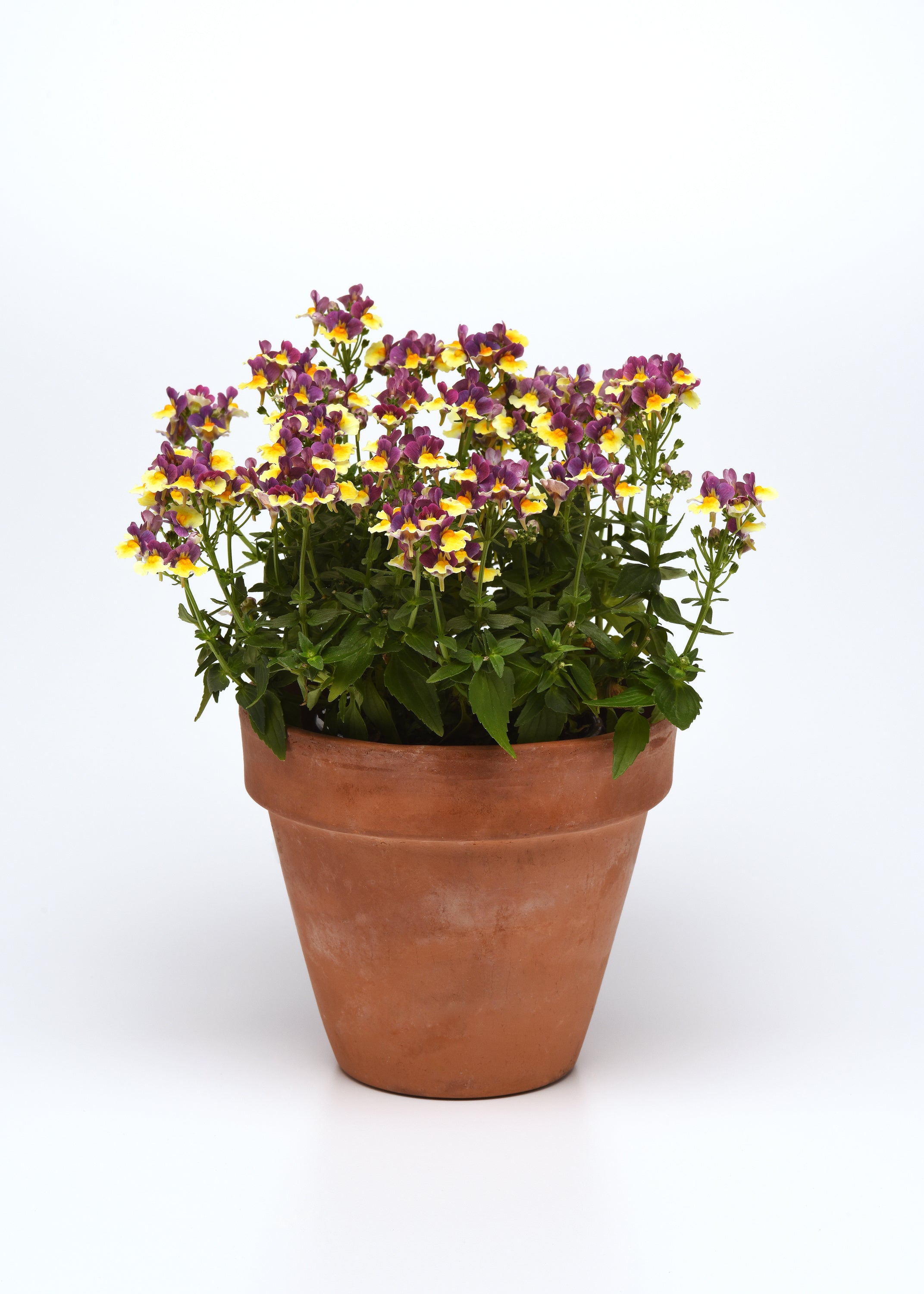 Nemesia SunGlow Yellow Bicolor