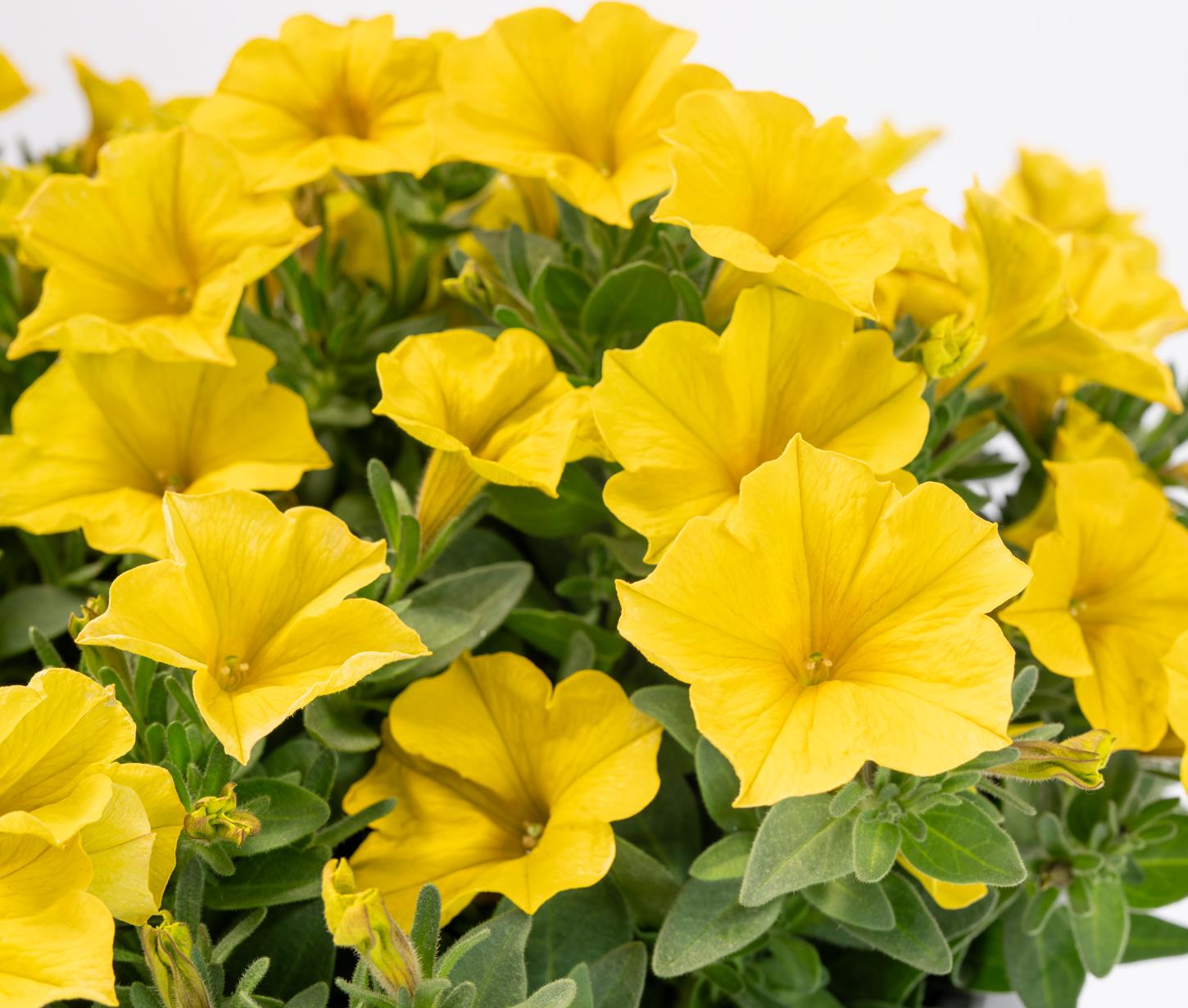 SuperCal Premium Yellow Sun Improved Petchoa