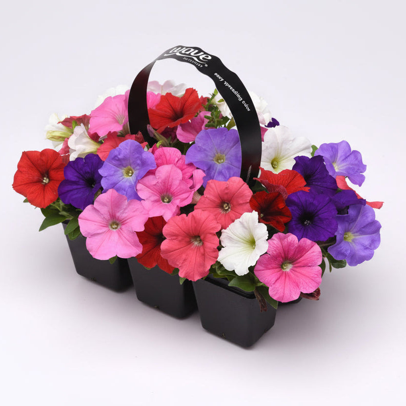 Wave Petunia Easy Wave Mix Formula
