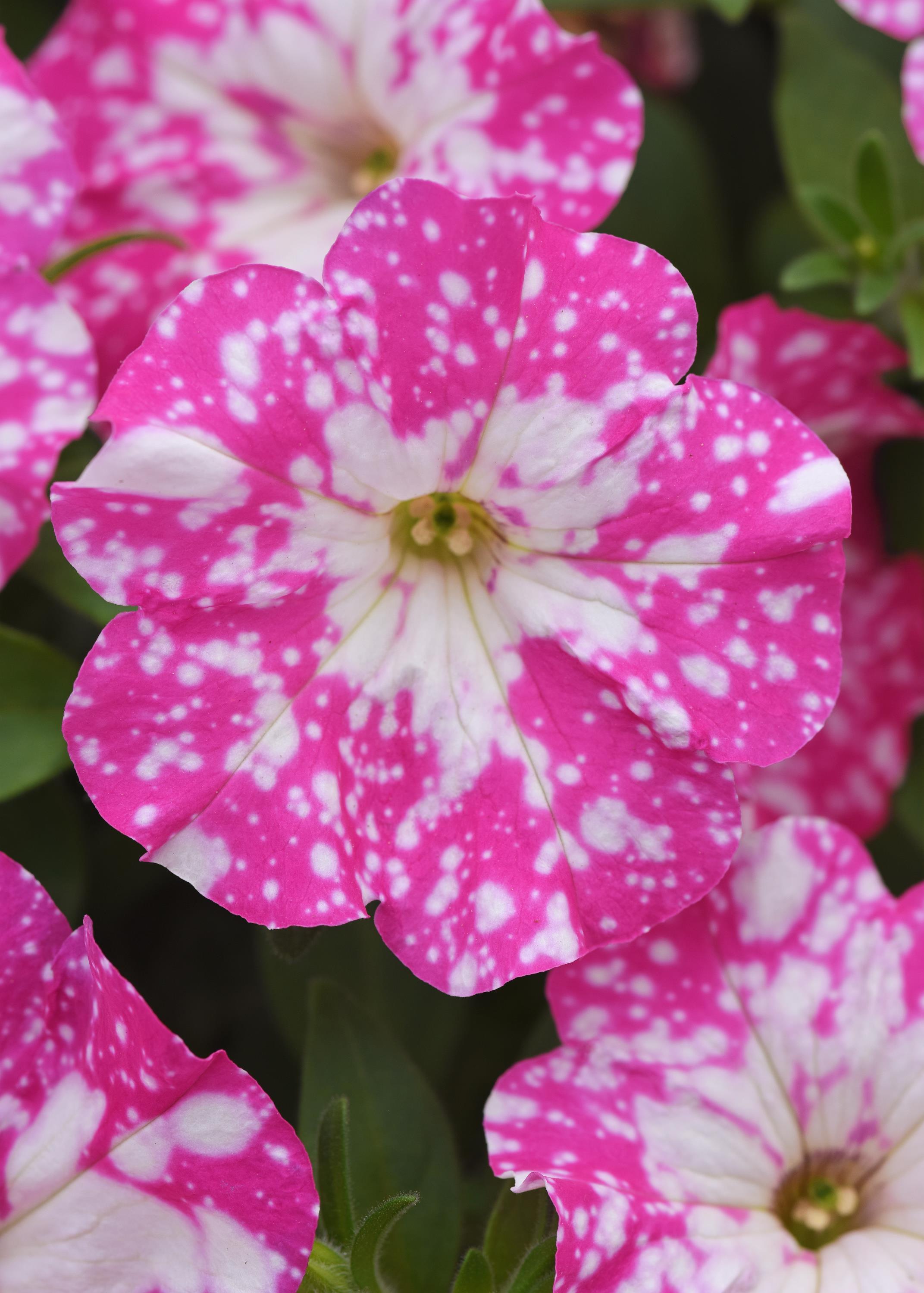 Petunia Headliner Pink Sky Light