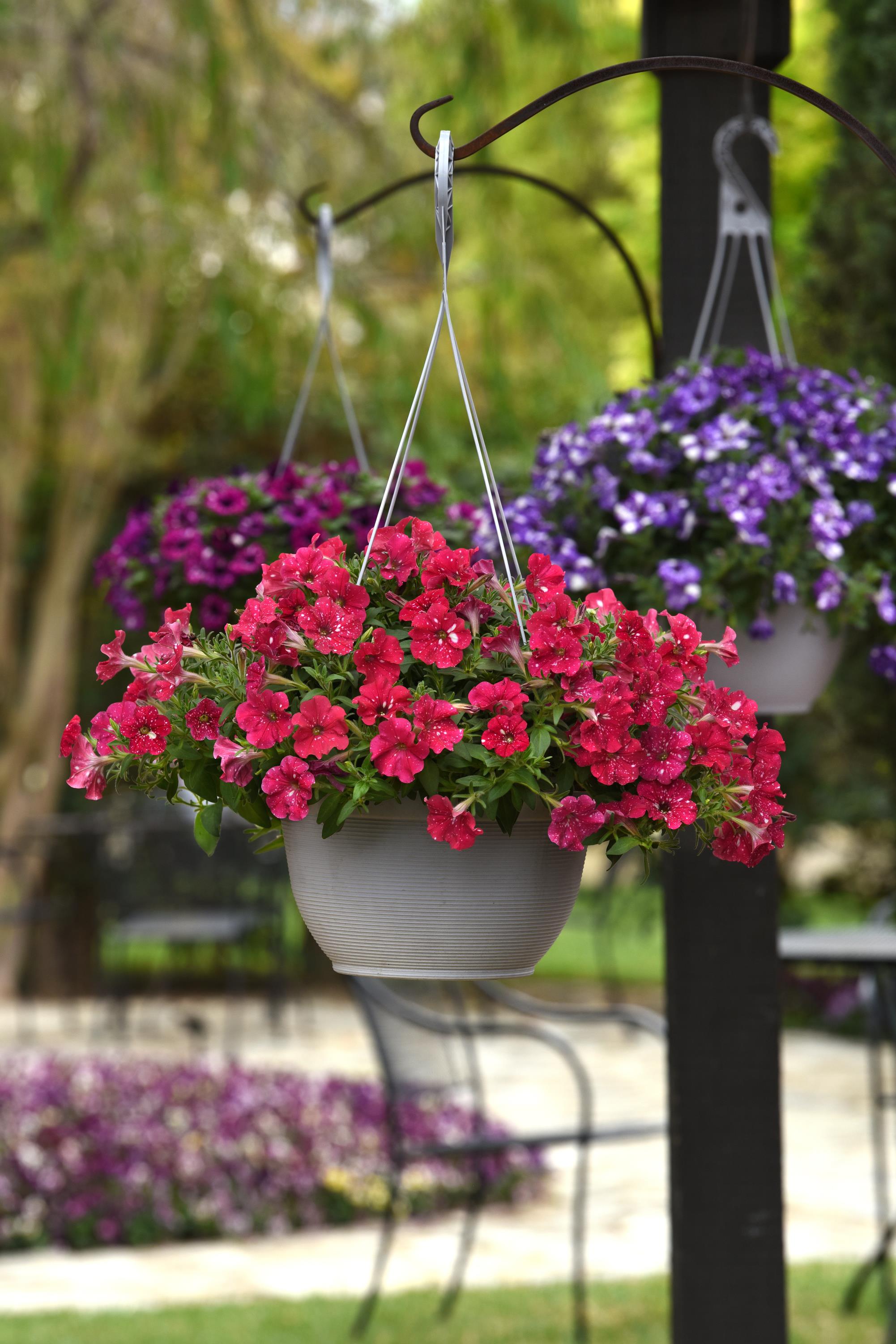 Petunia Headliner Strawberry Sky