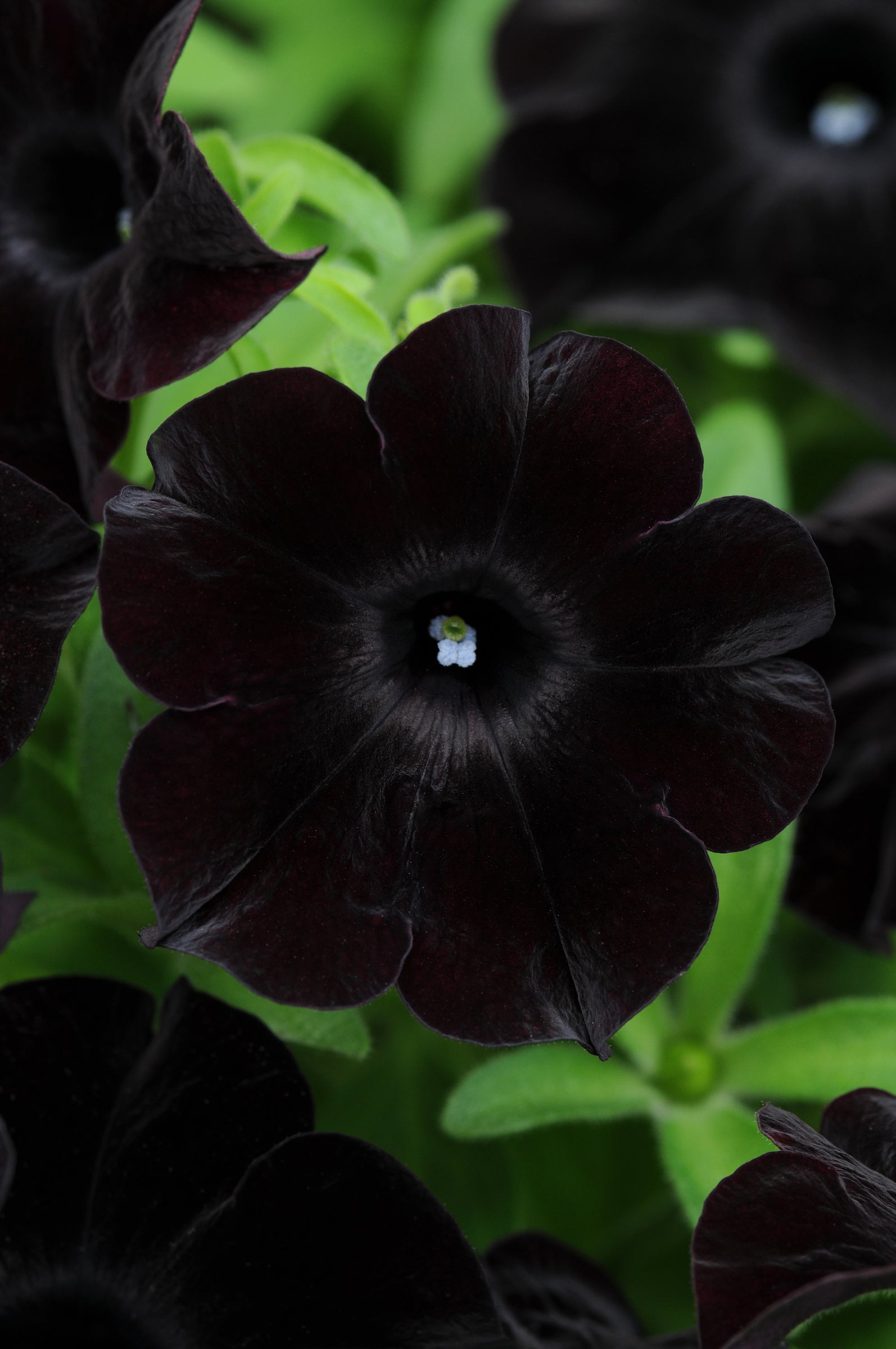 Petunia Slingshot Black Magic