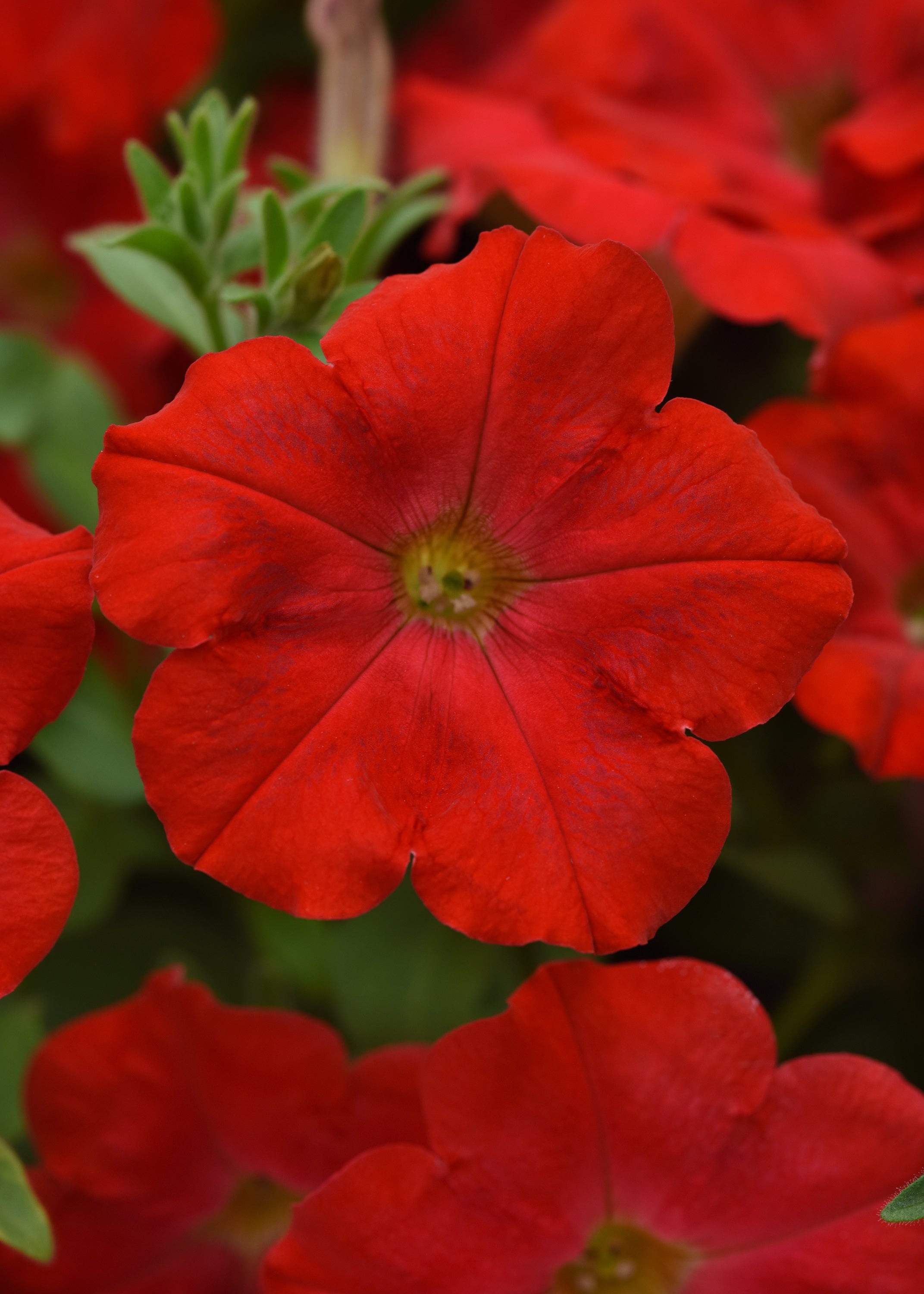 Petunia Starlet Red
