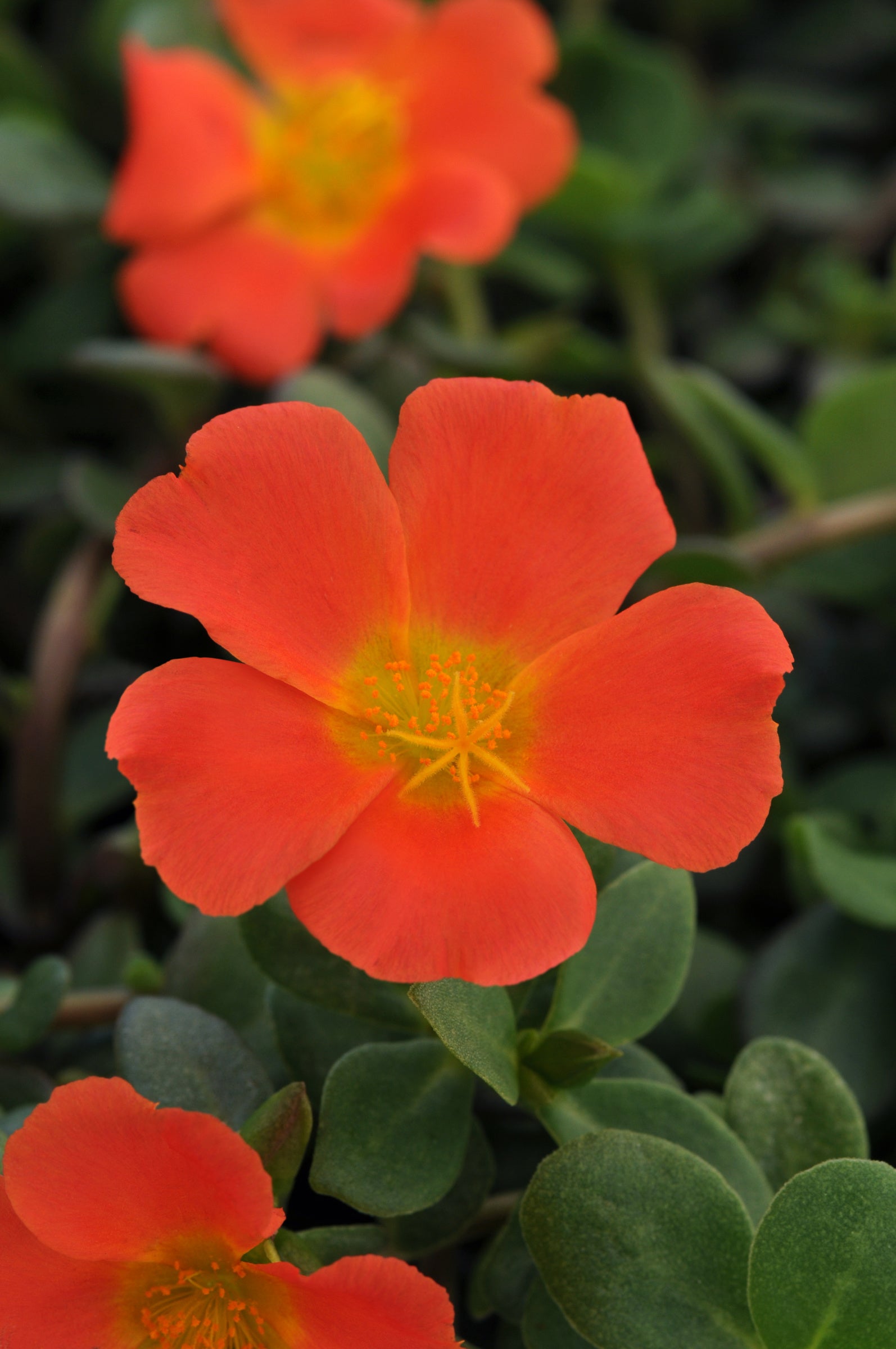 Purslane RioGrande Orange