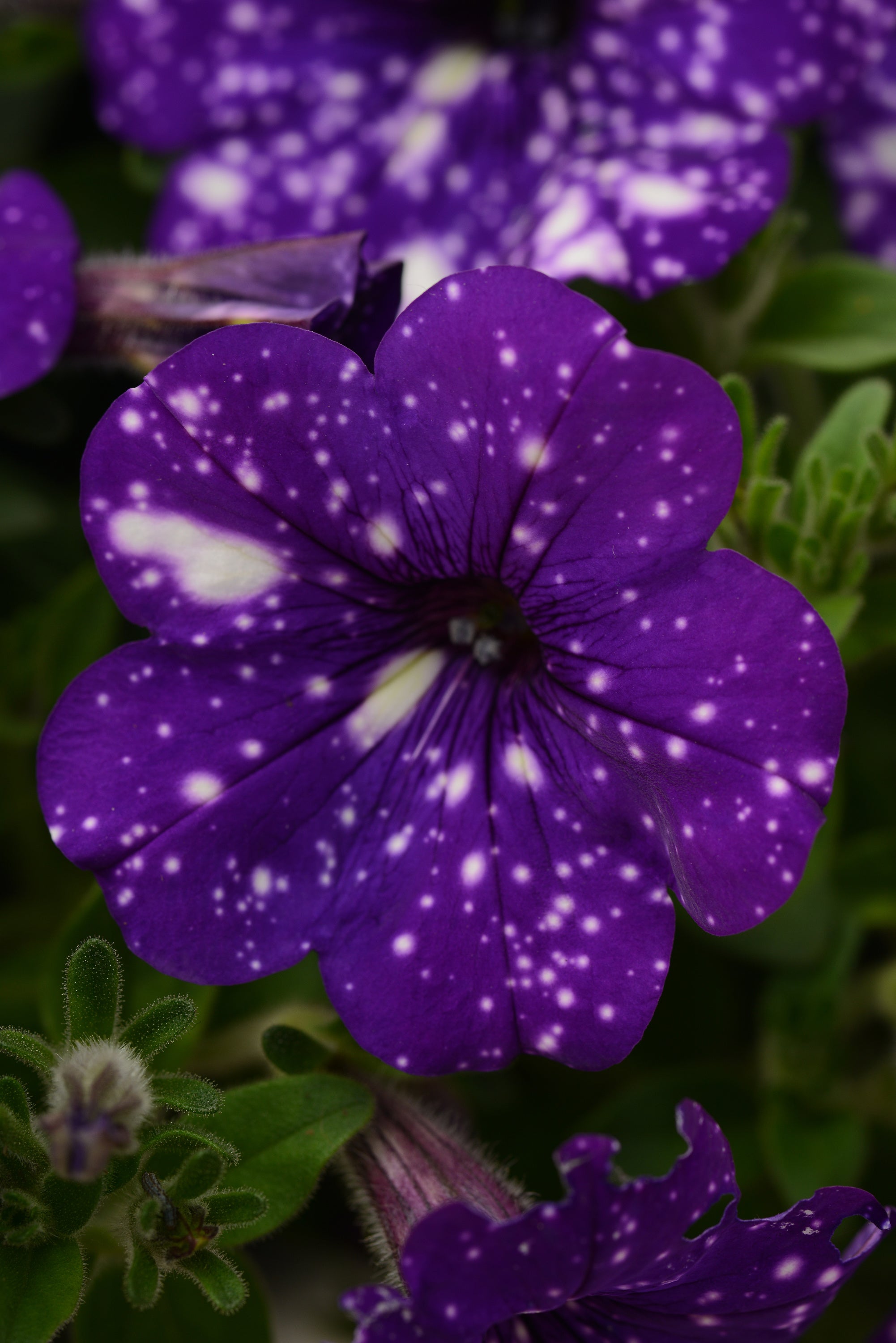Petunia Headliner Night Sky