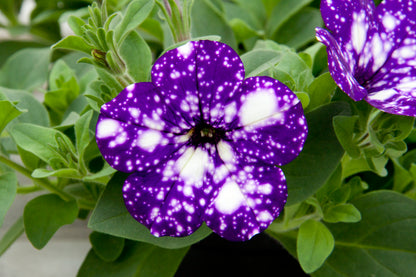 Petunia Headliner Night Sky
