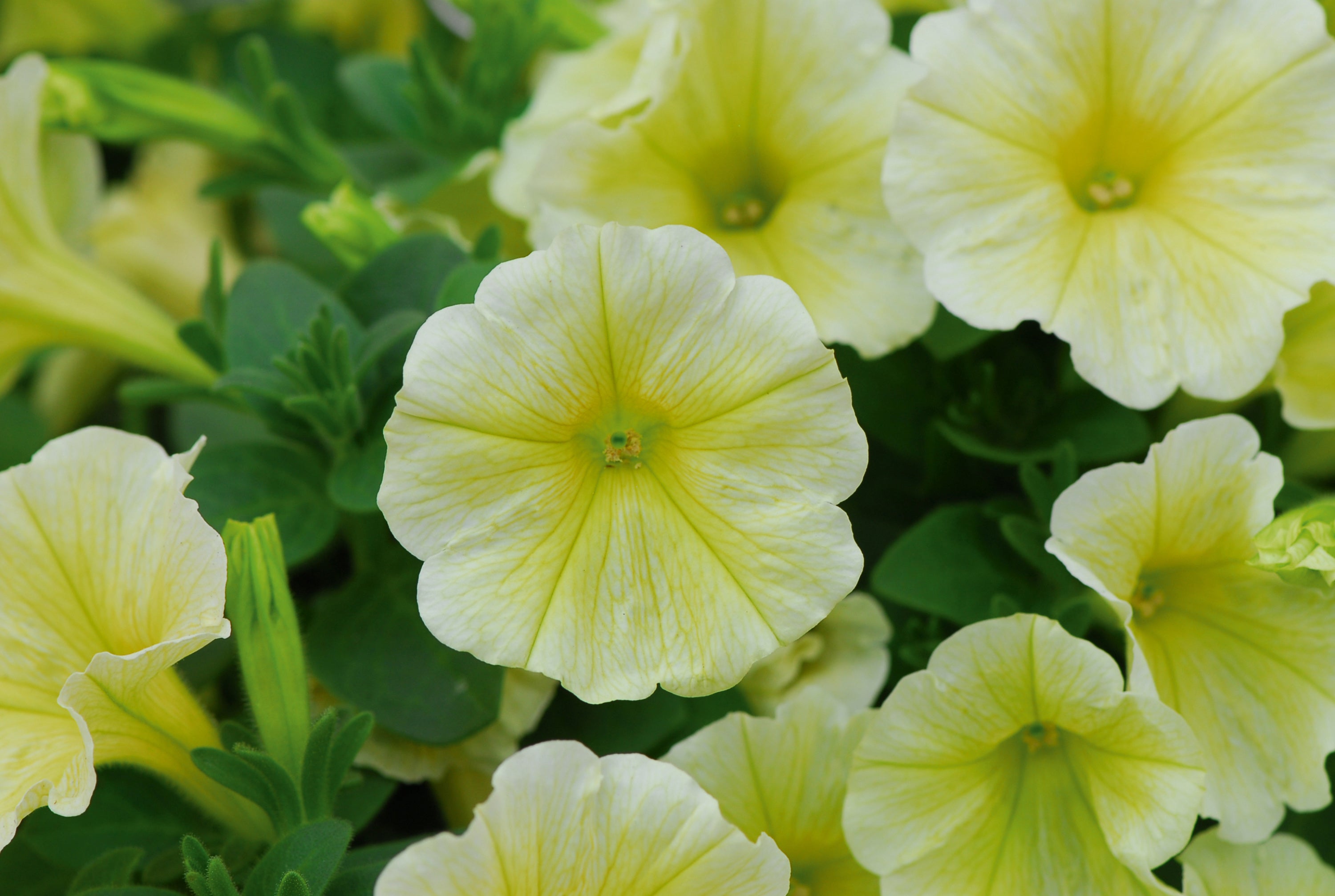 Petunia Headliner Yellow