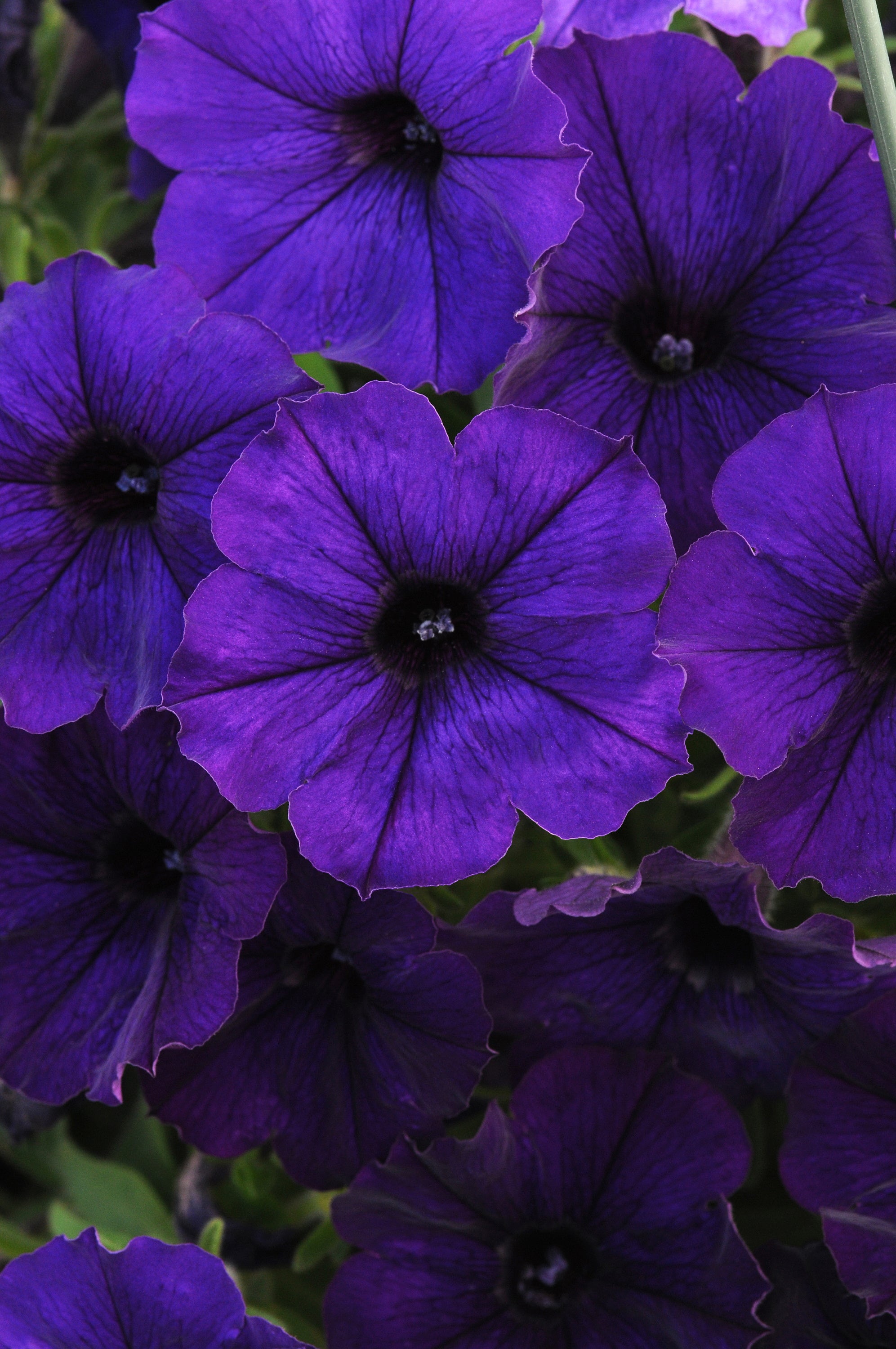 Petunia Starlet Blue