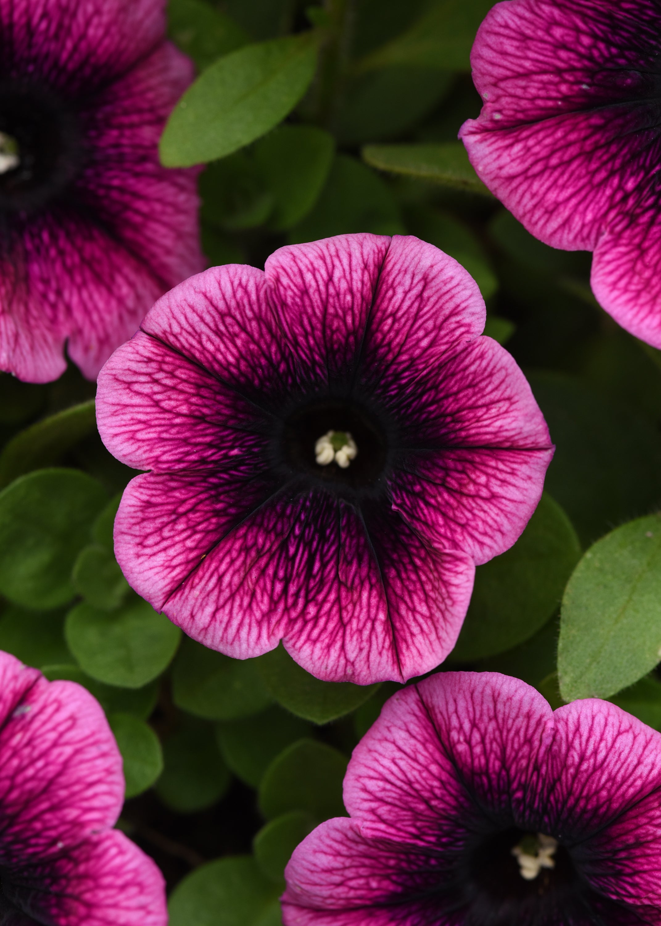 Petunia Starlet Blueberry Vein