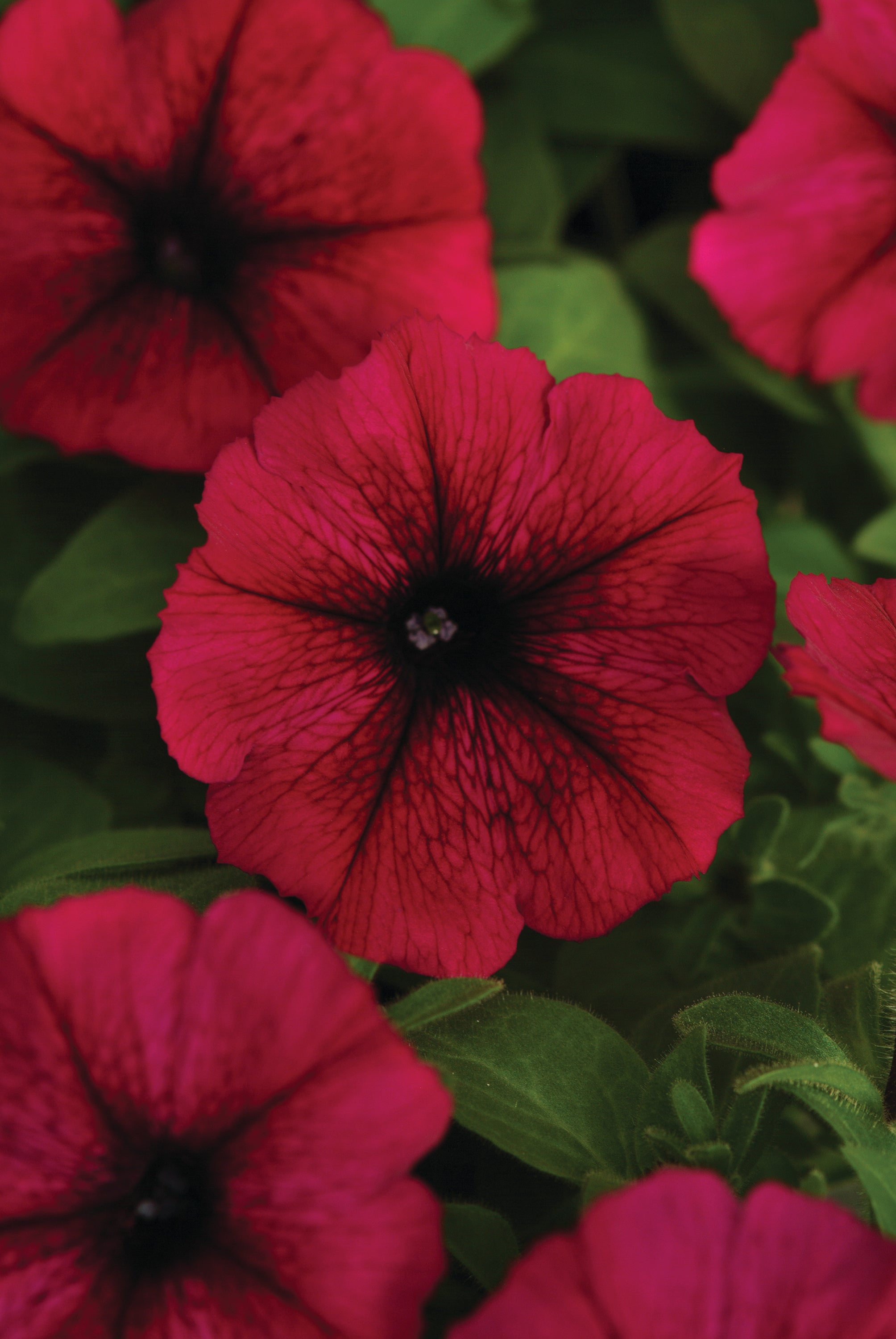 Petunia Starlet Burgundy