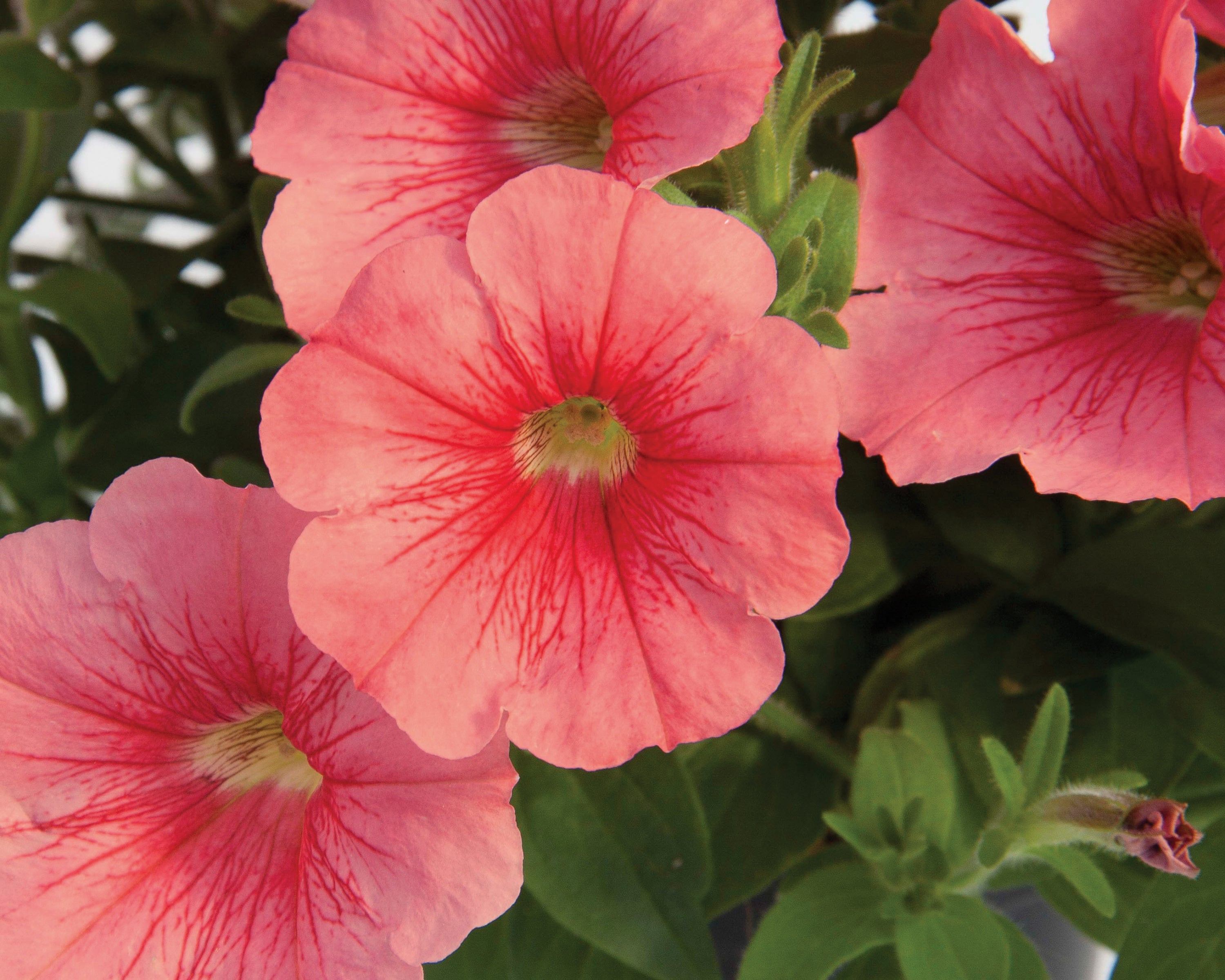 Petunia Starlet Salmon Red Vein