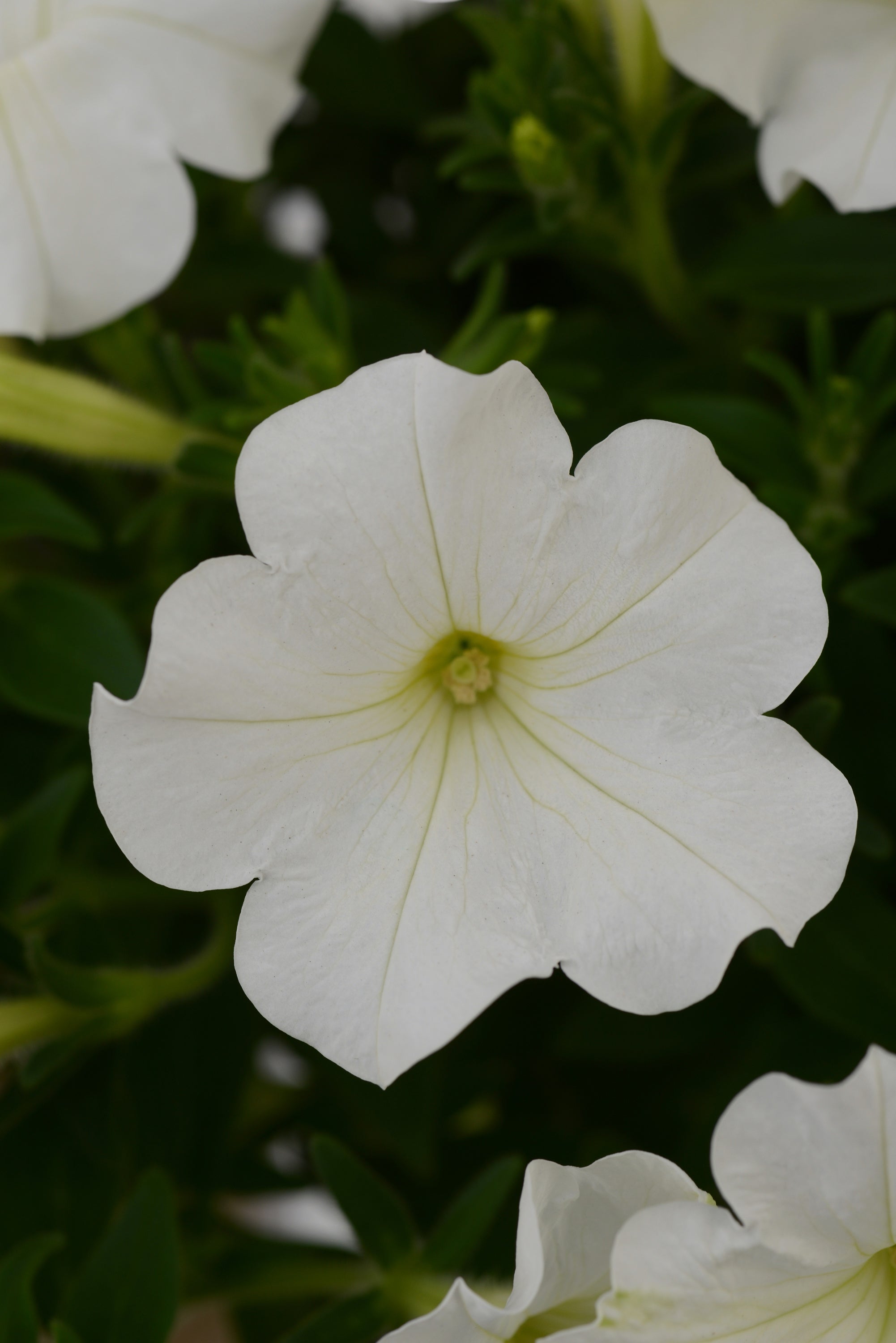 Petunia Starlet White