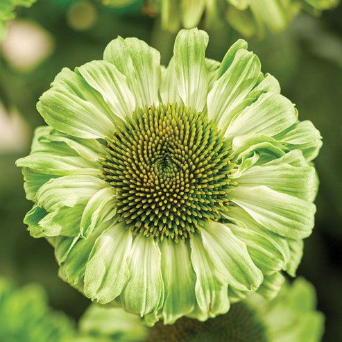 Echinacea Coneflower Sunseekers Apple Green