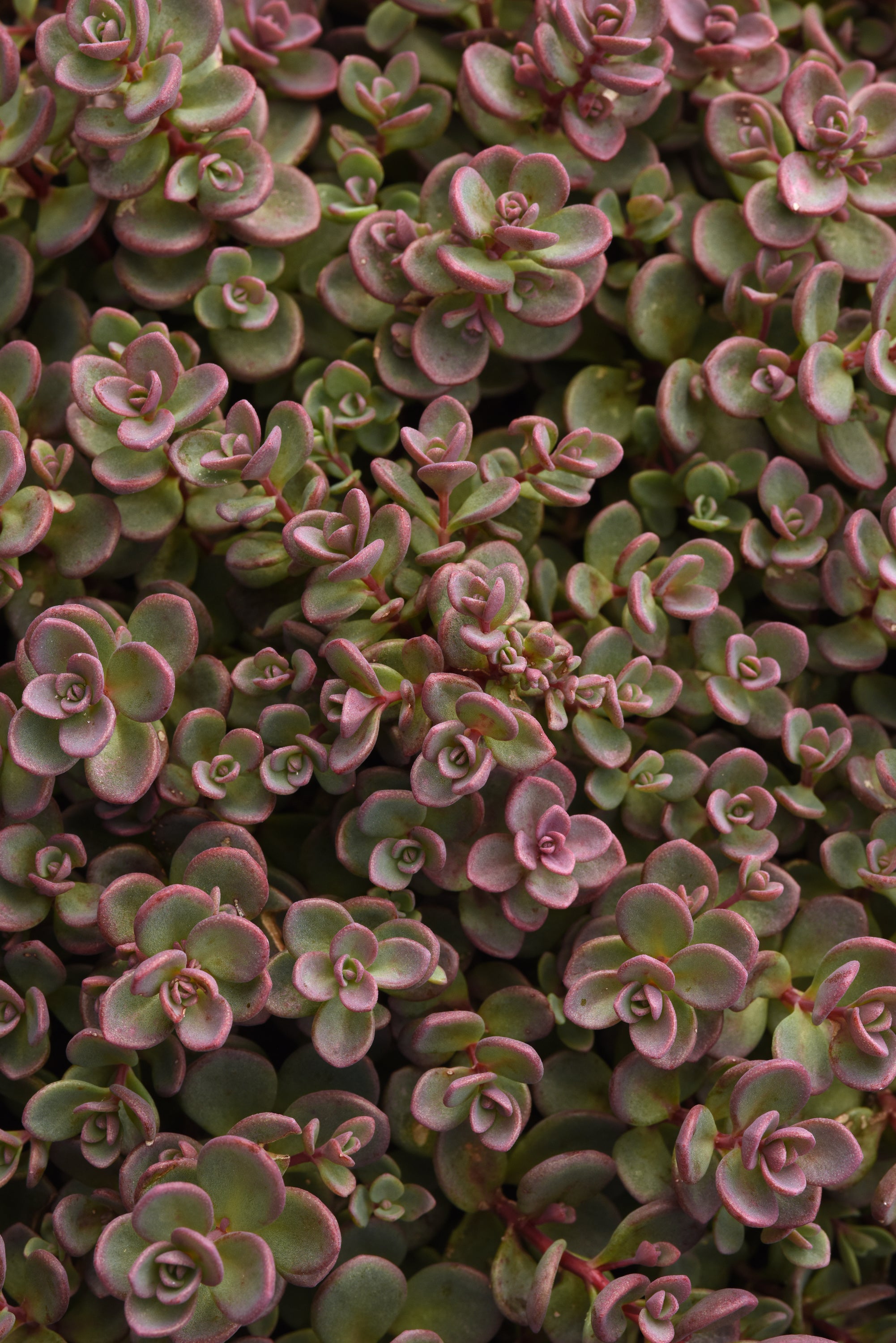 Sedum Shamrock