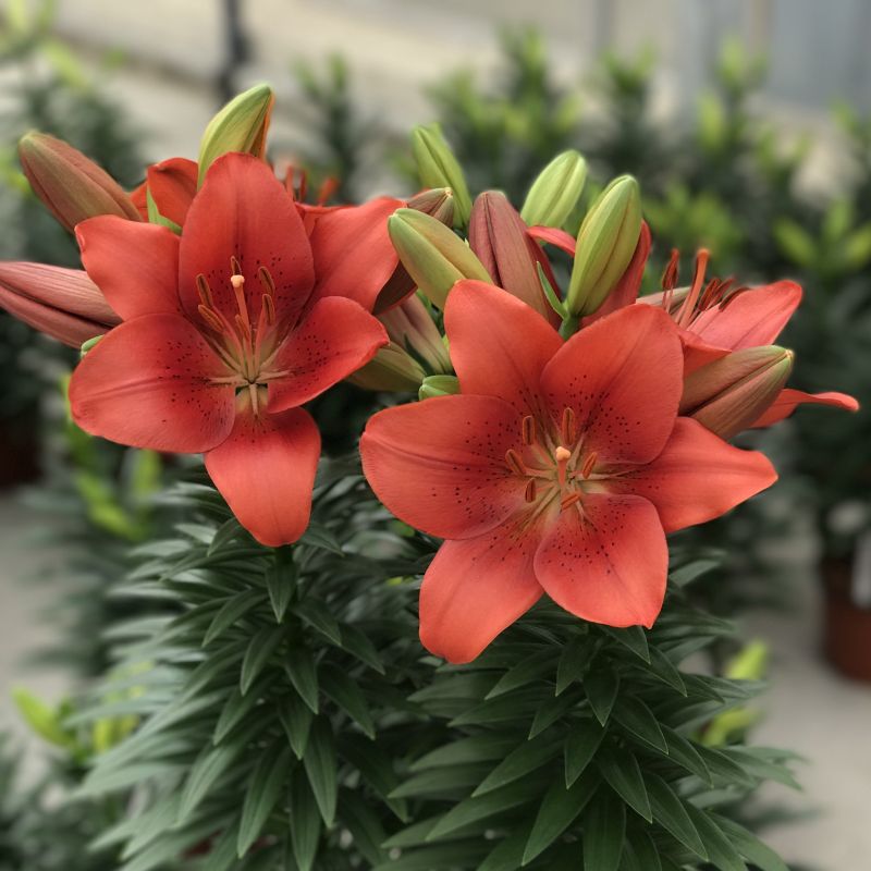 Lilium Lily La Summer Scarlet