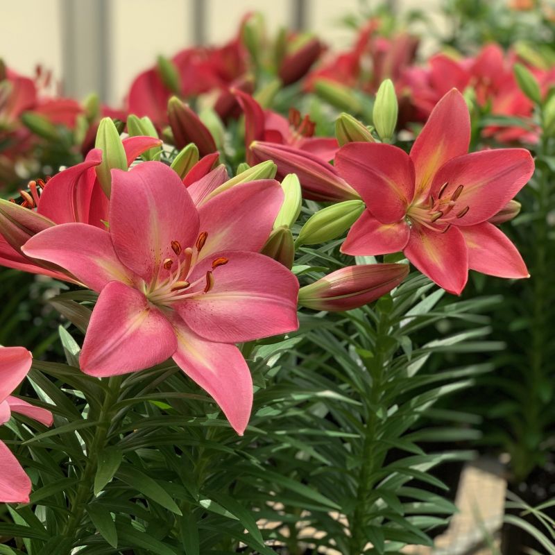 Lilium Lily La Summer Sky