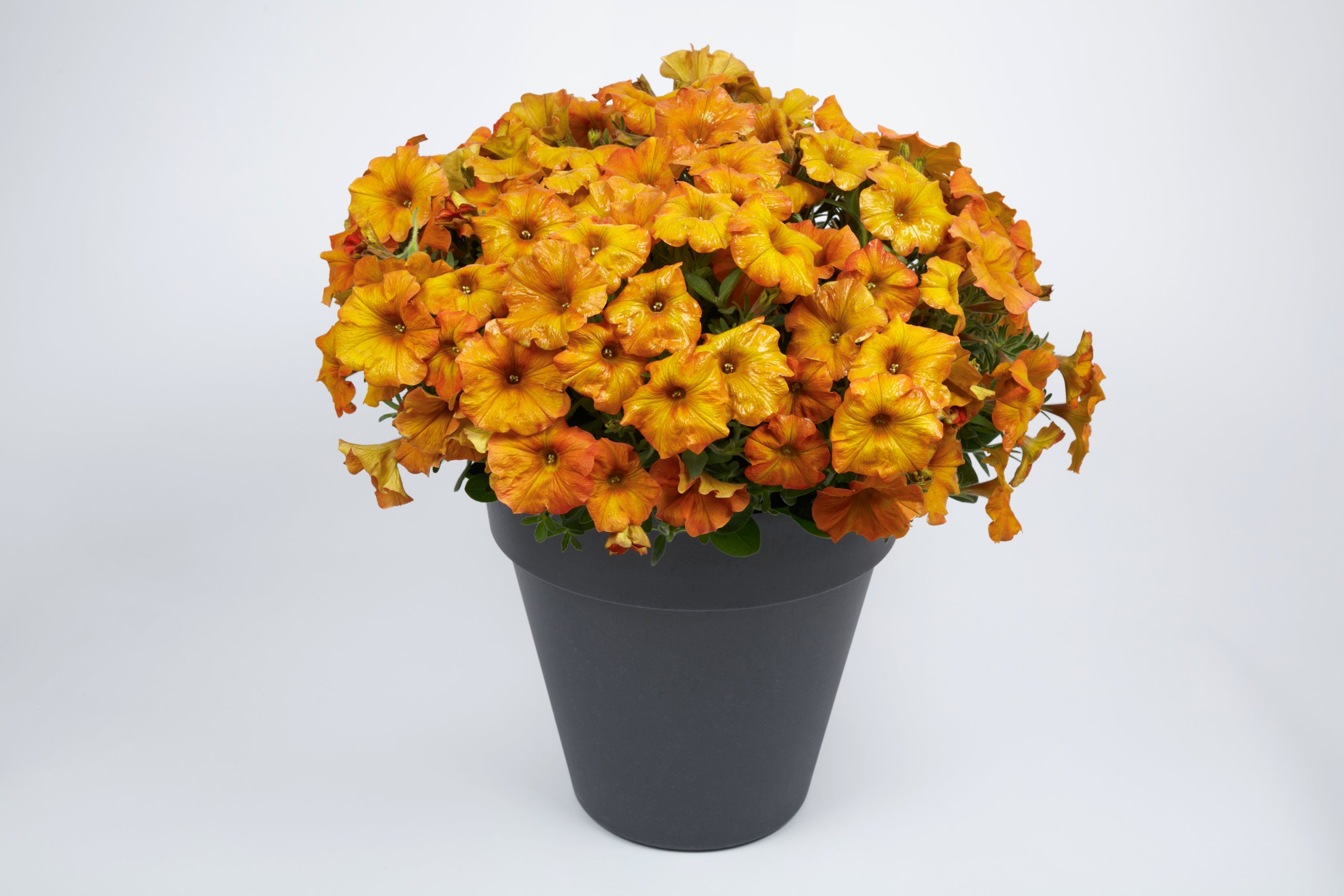 SuperCal Premium Sunset Orange Petchoa