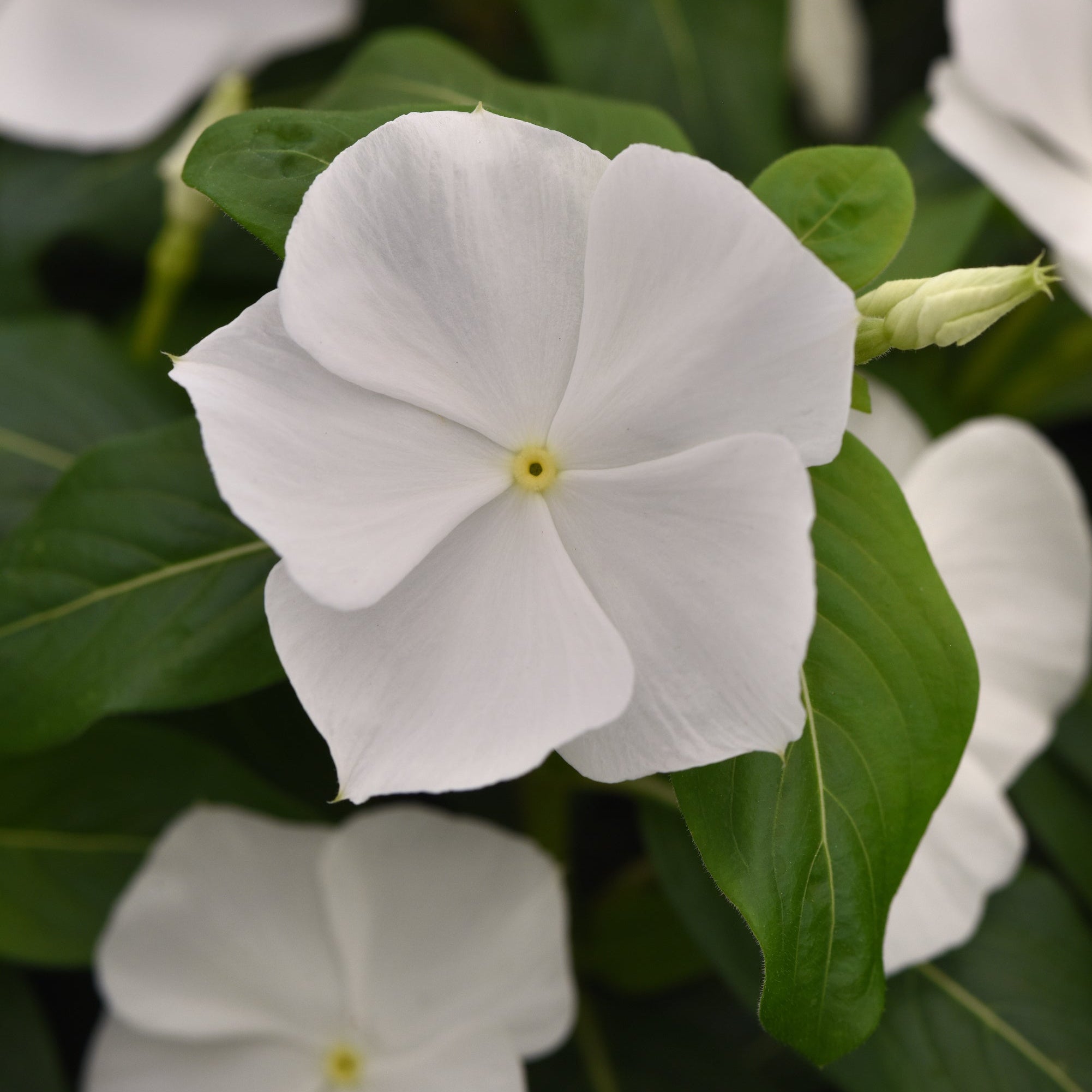 Vinca Titan-ium White
