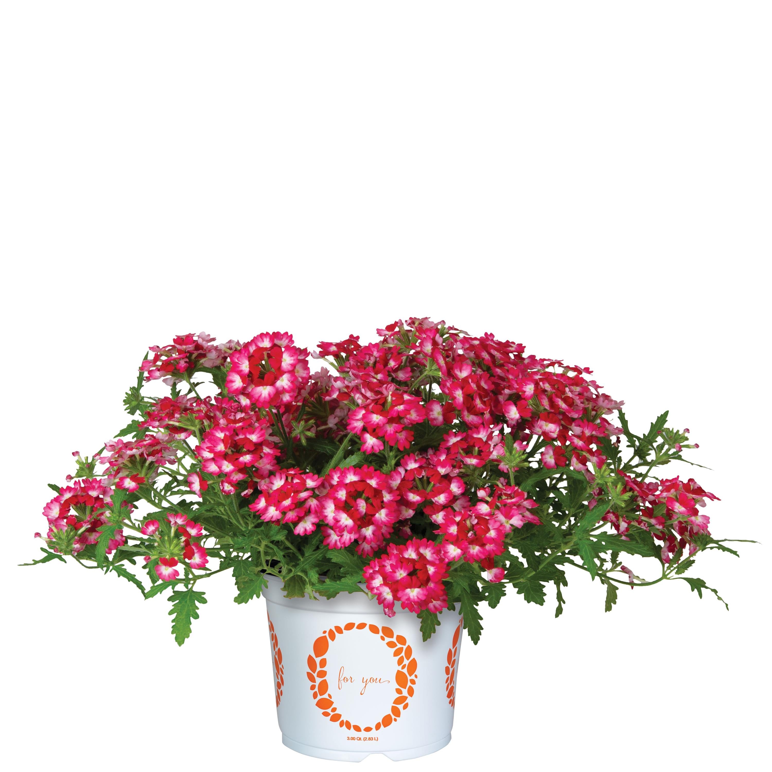 Verbena Wicked Rad Red