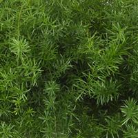 Asparagus FuzzyFern Frizz