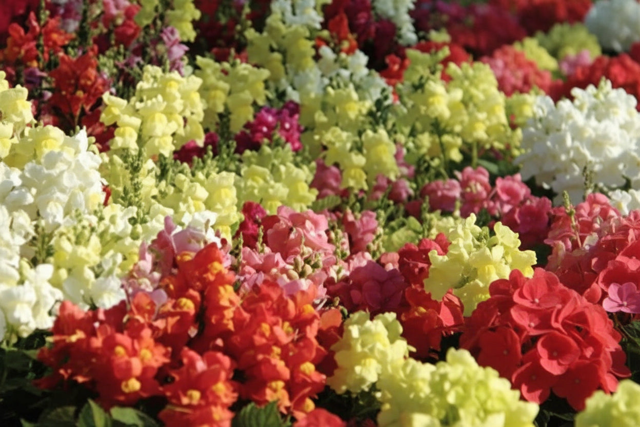 Snapdragon Snapshot Mix