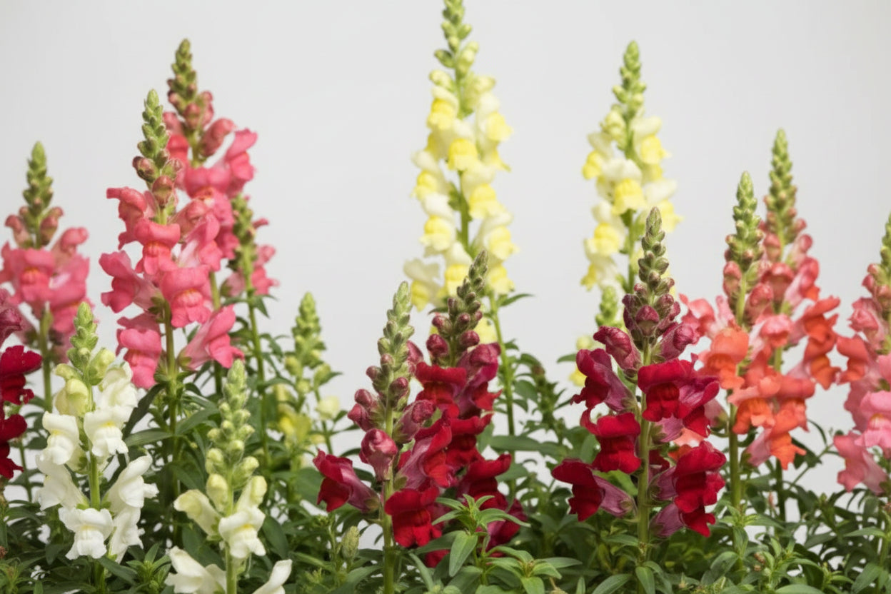 Snapdragon Speedy Sonnet Mix