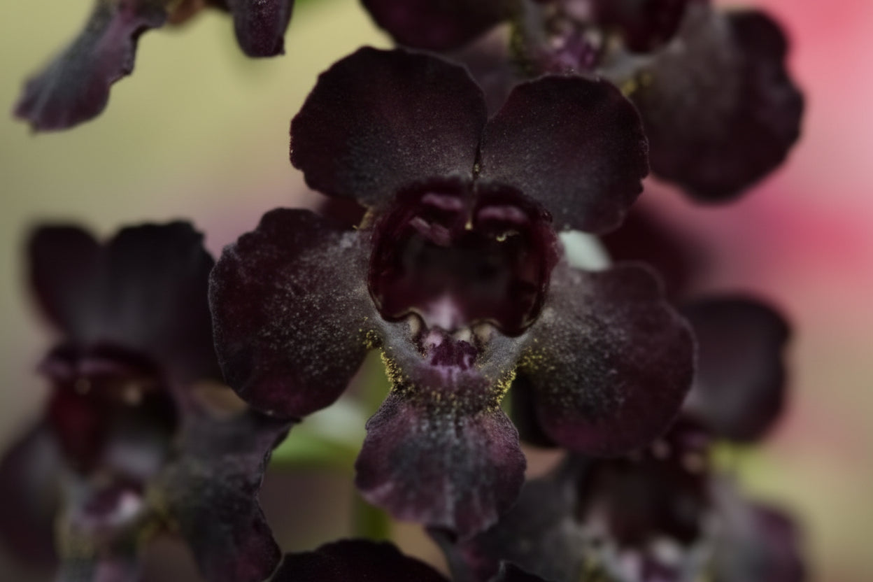 Angelonia AngelFlare Black