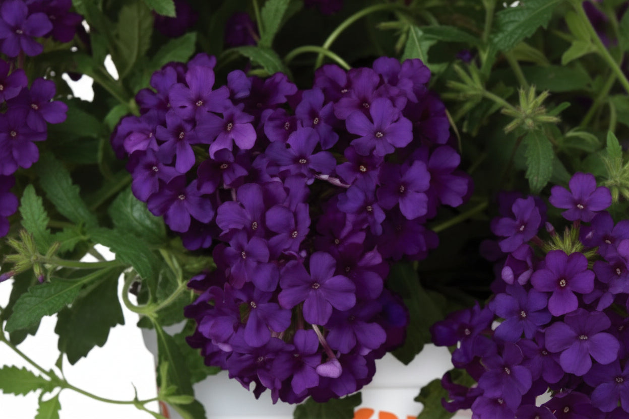 Verbena Empress Flair Cobalt Blue