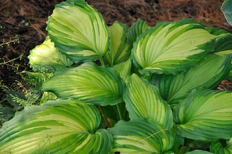 Hosta Plantain Lily Angel Falls