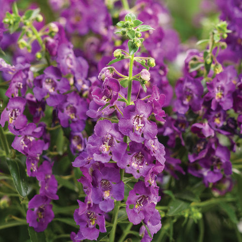 Angelonia Anglface Perfectly Pink