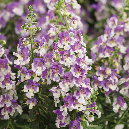 Angelonia Angelface Wedgewood Blue