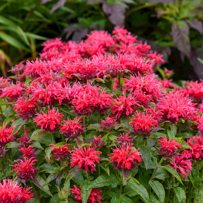 Monarda Bee Balm Cherry Pops