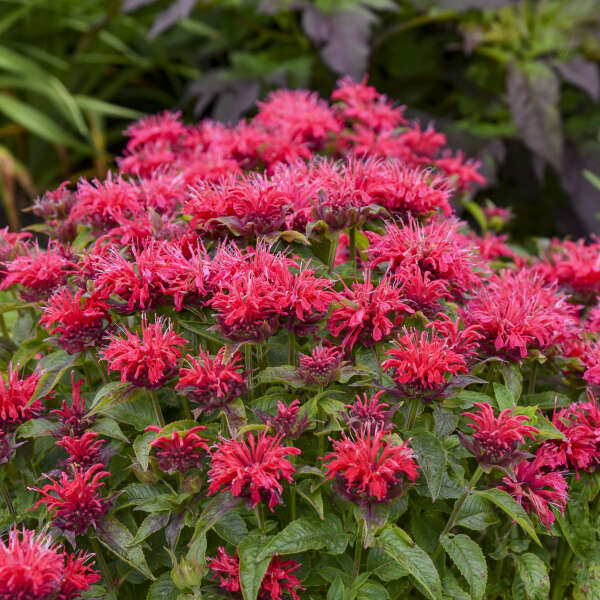 Monarda Bee Balm Cherry Pops