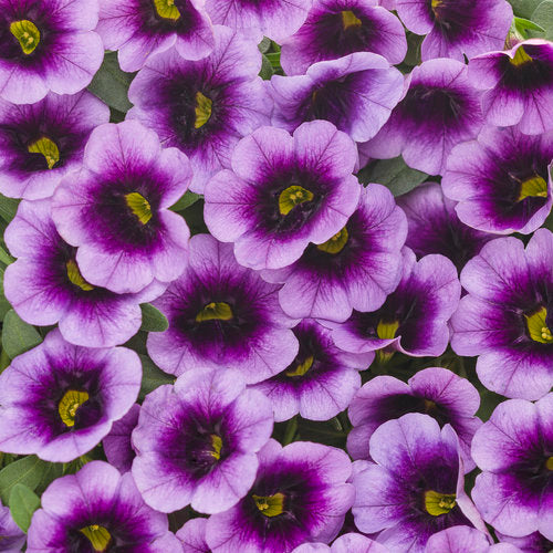 Calibrachoa Superbells Blue Moon Punch